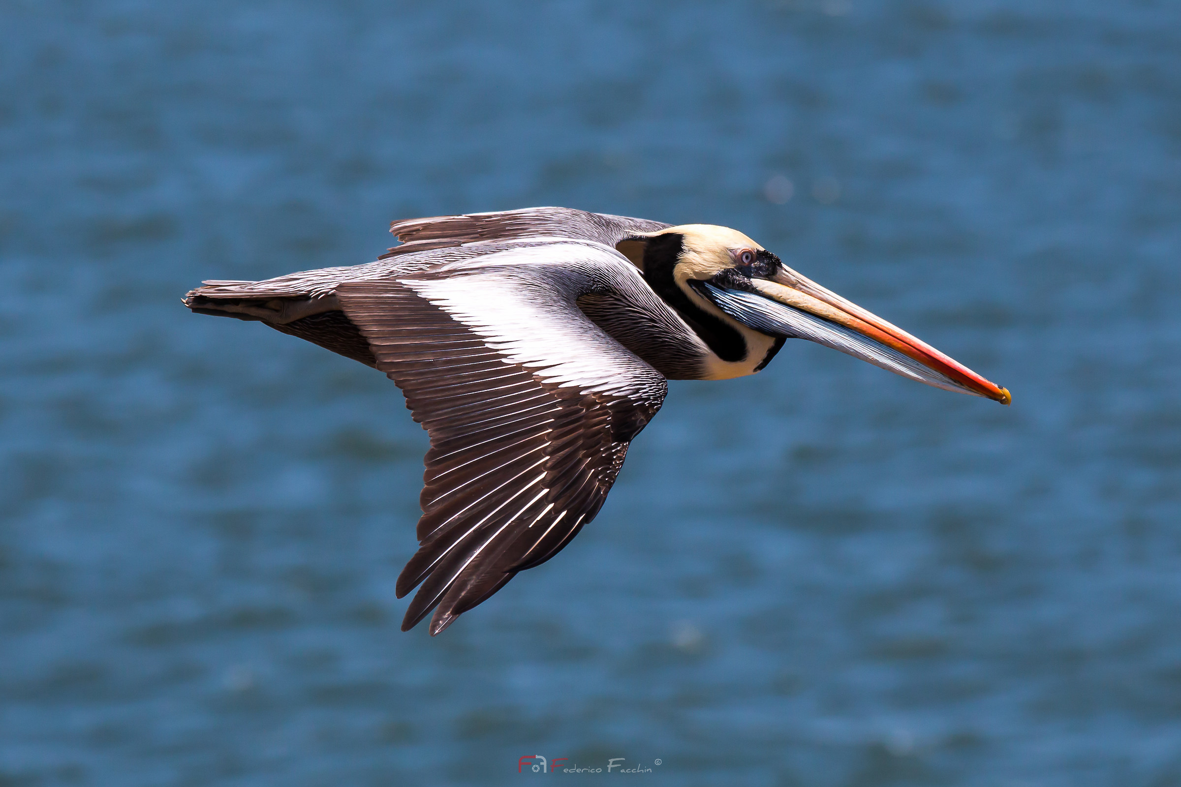 Pelican