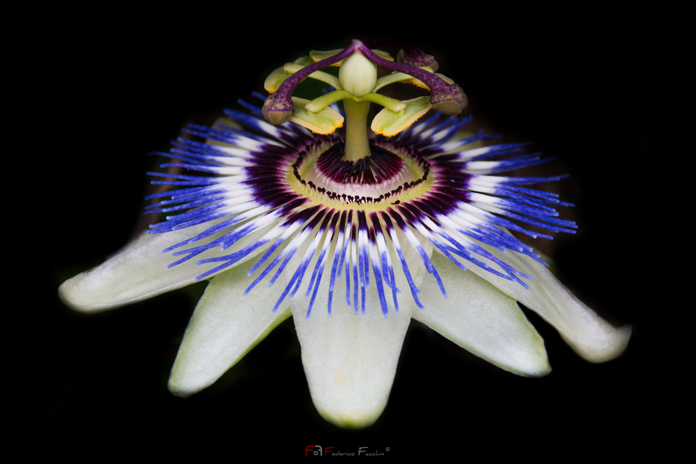 passionflower