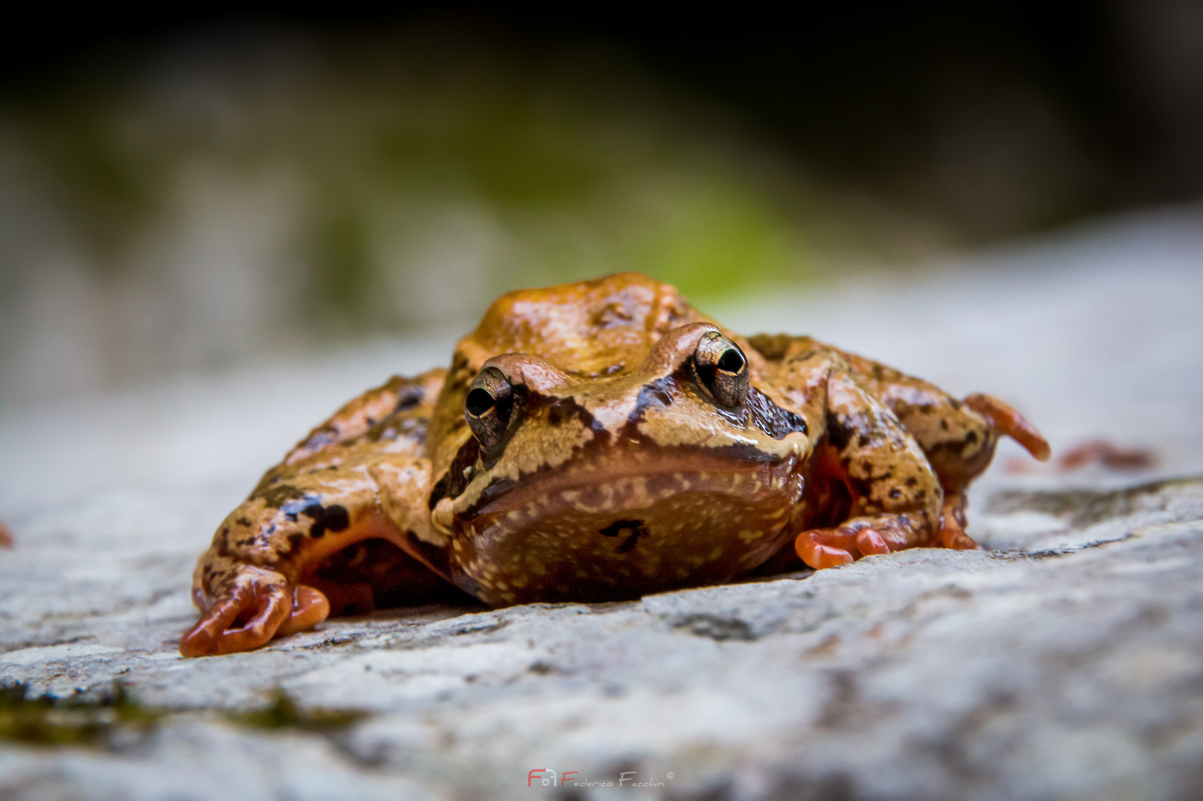 Common frog