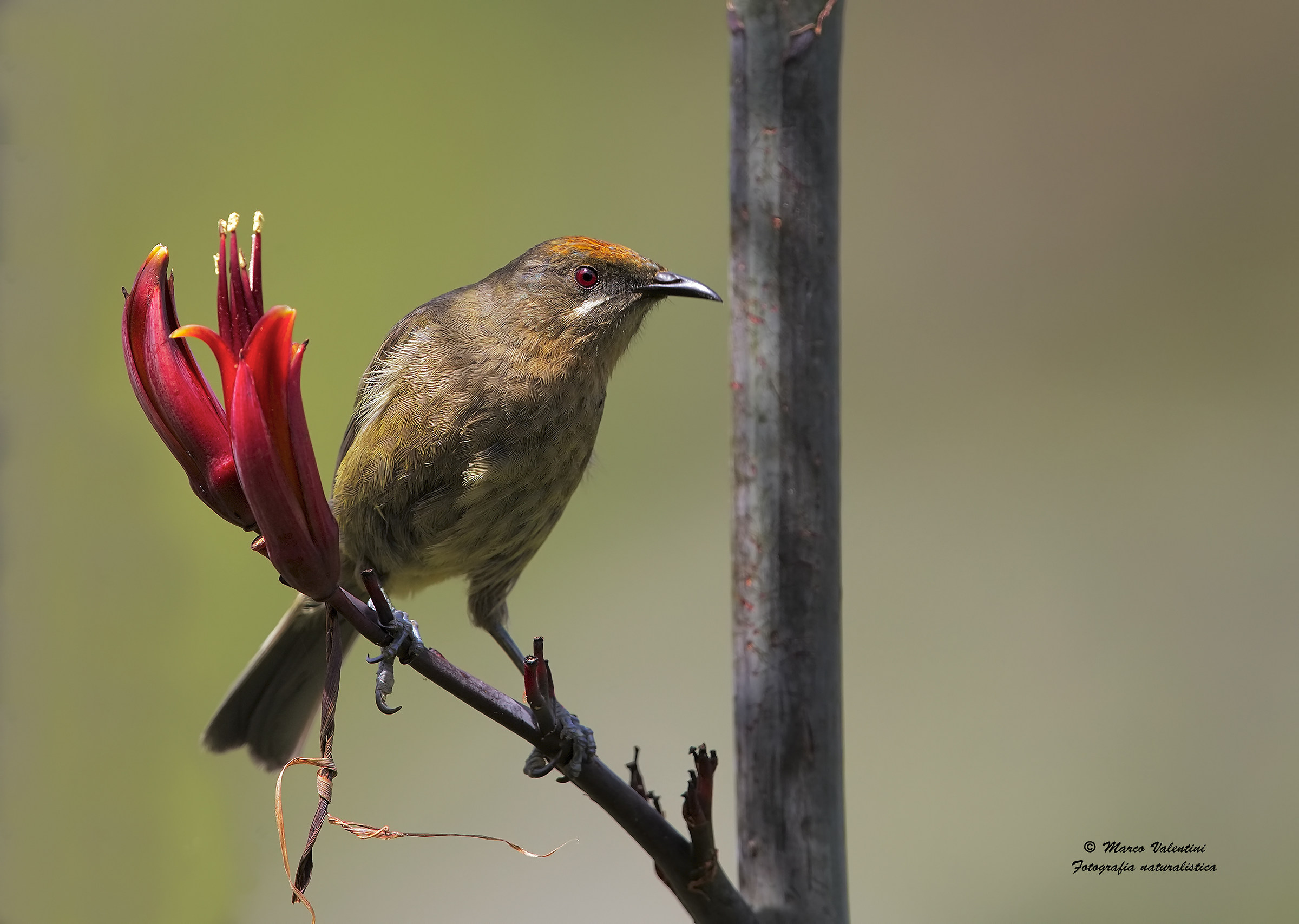Bellbird - female