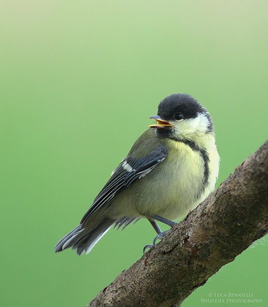 Young Great Tit