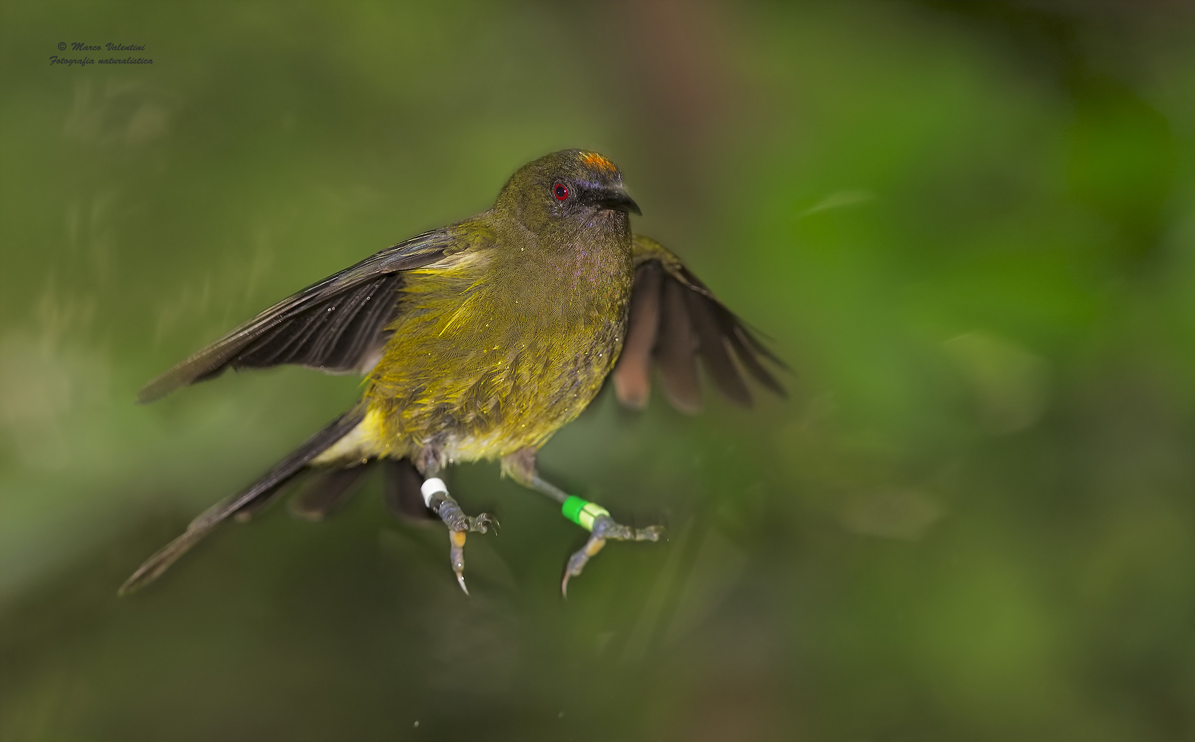 Jump - Bellbird
