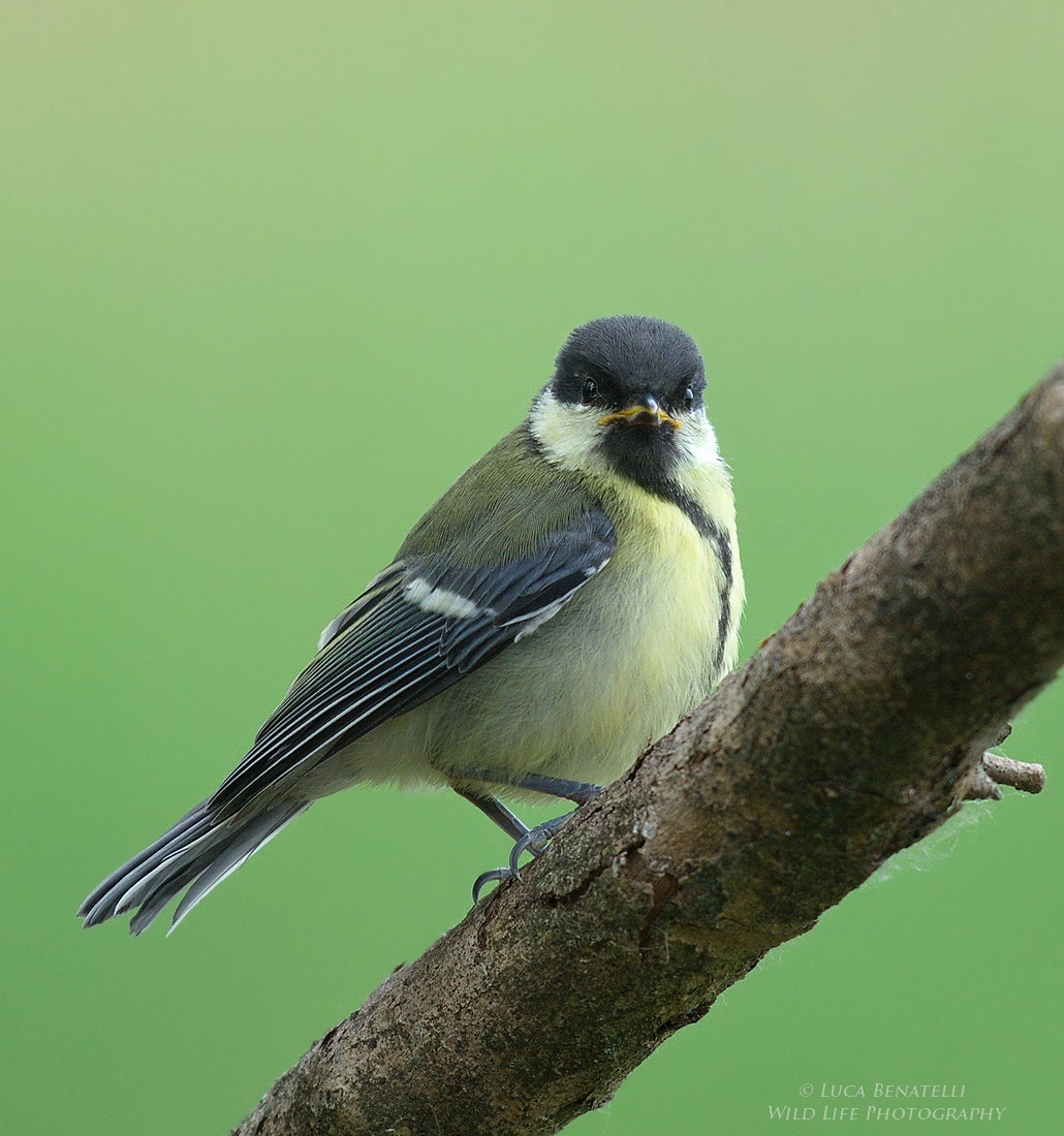 Young Great Tit