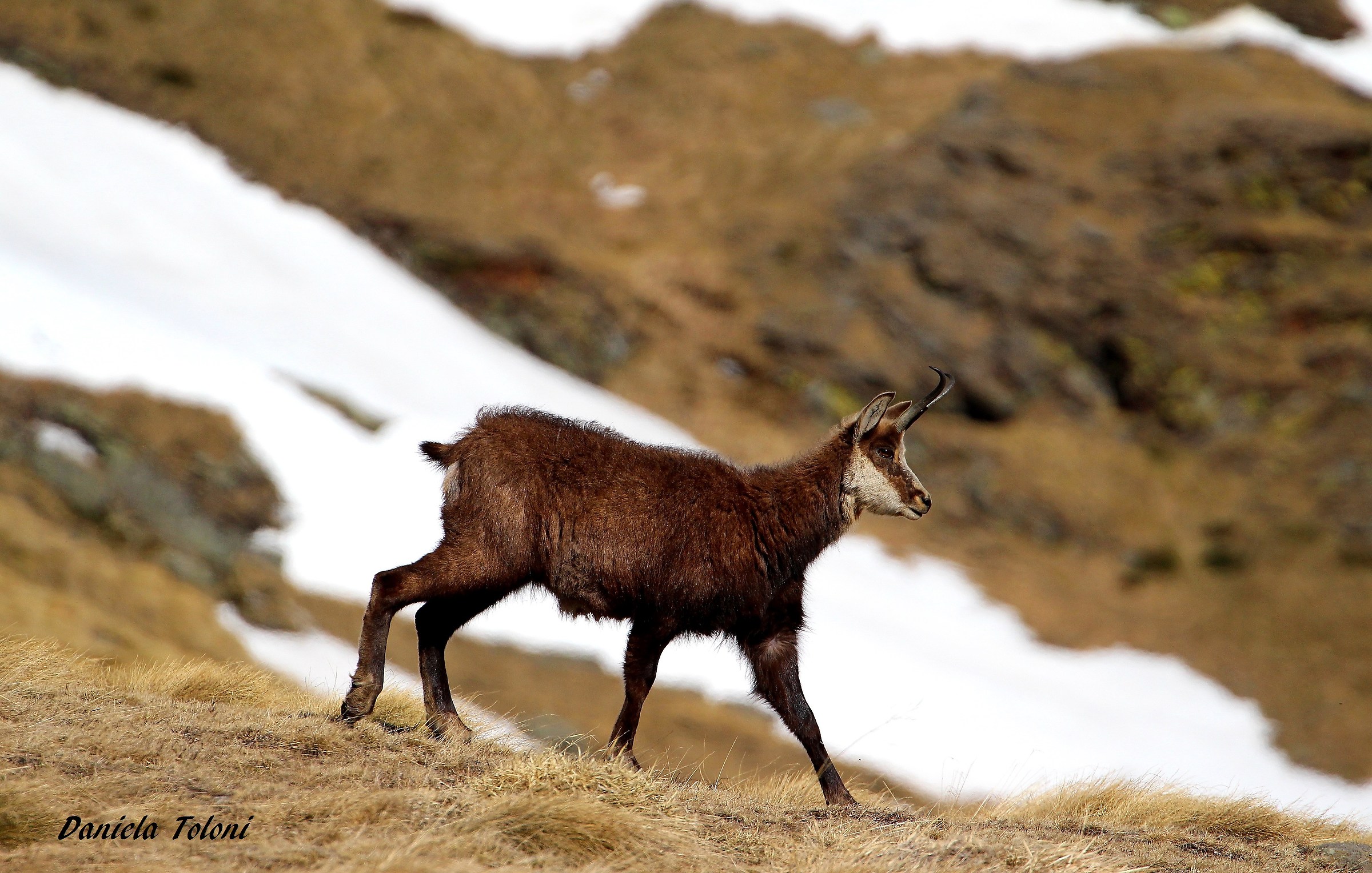 The dance of the Chamois