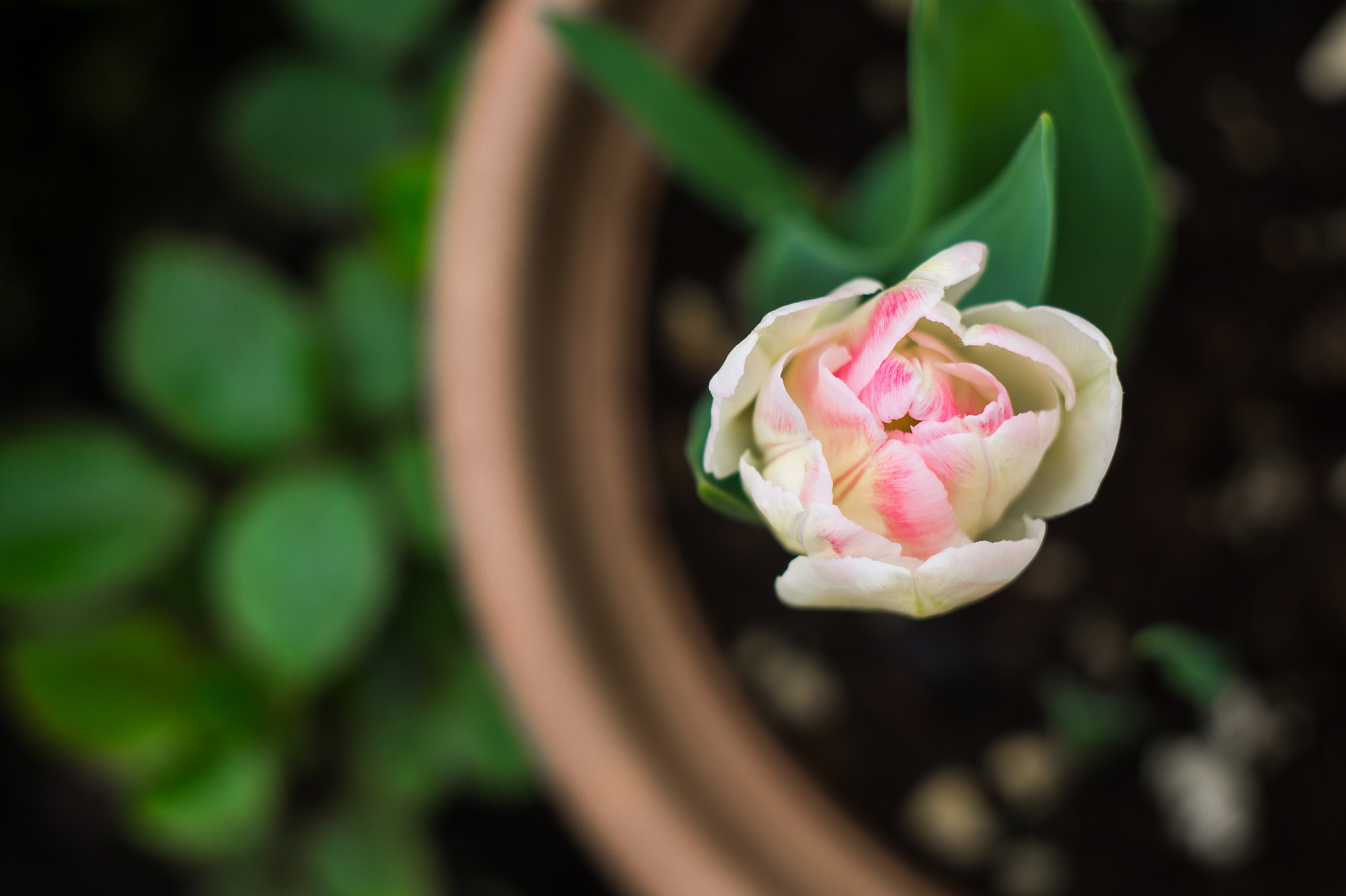 - Delicate Asimmetrie -