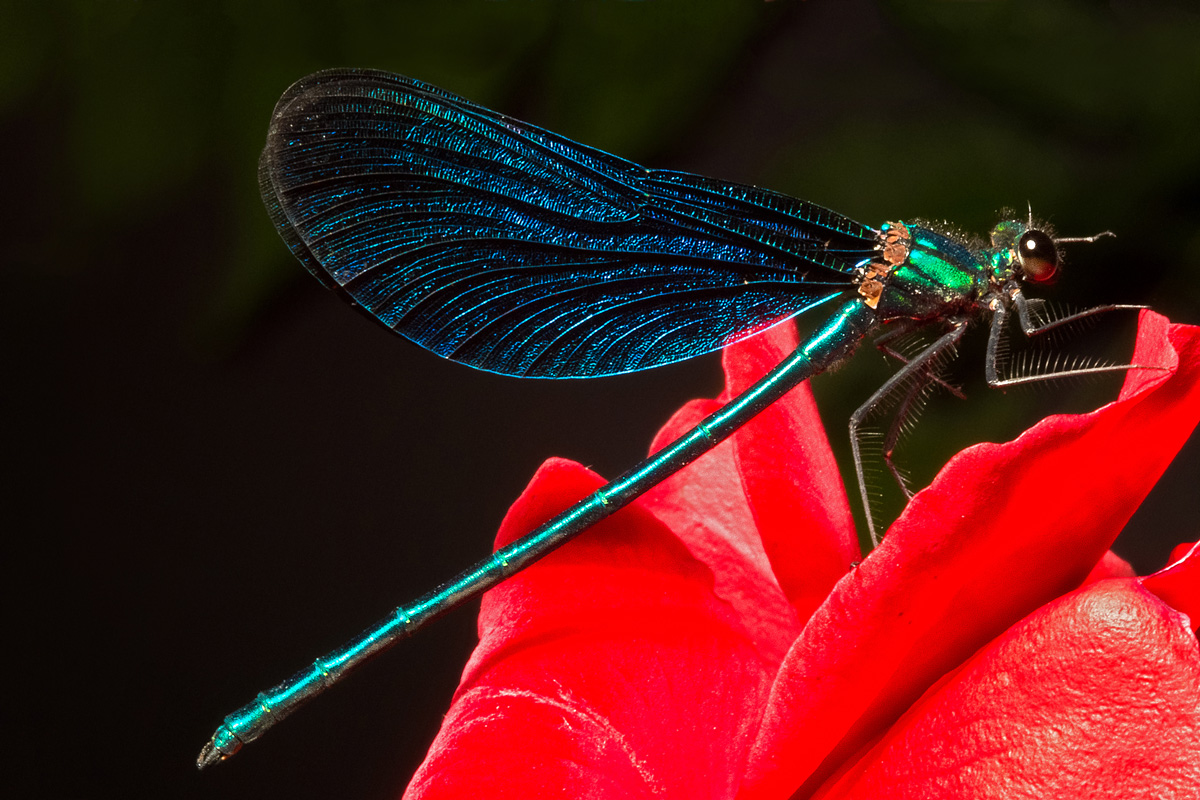 Blue damsel: Calopteryx splendens
