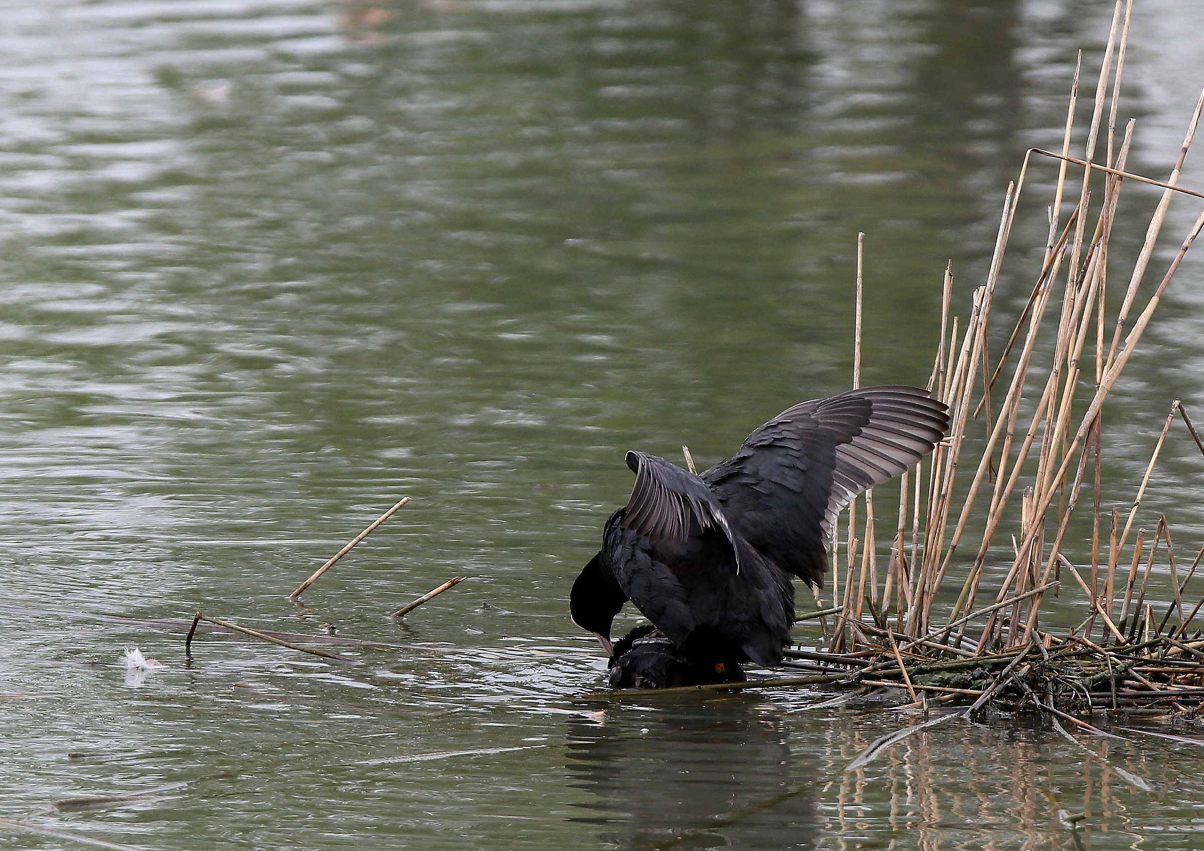 Coots ...