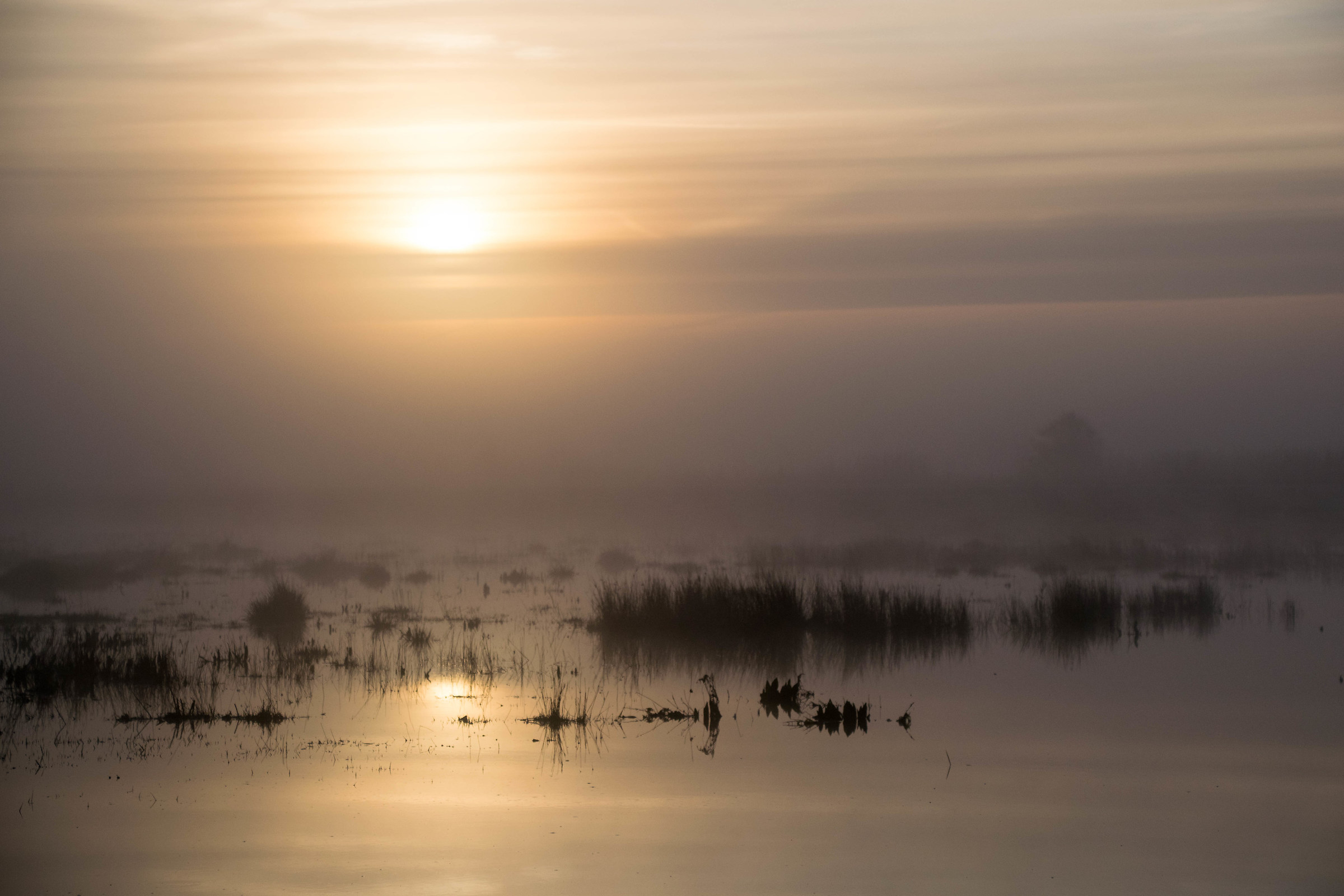 Anche questa mattina .....