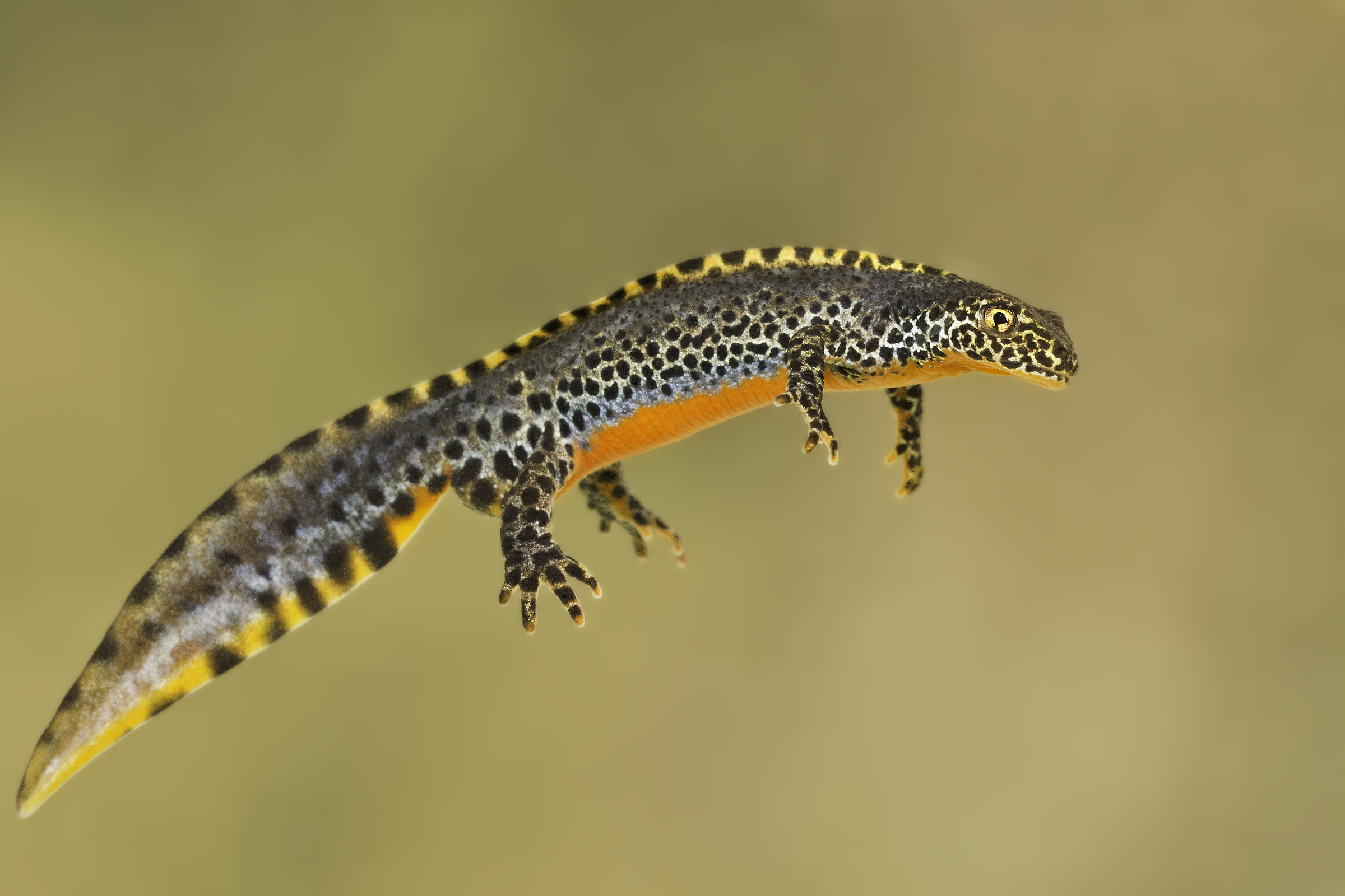 Triturus Alpestris