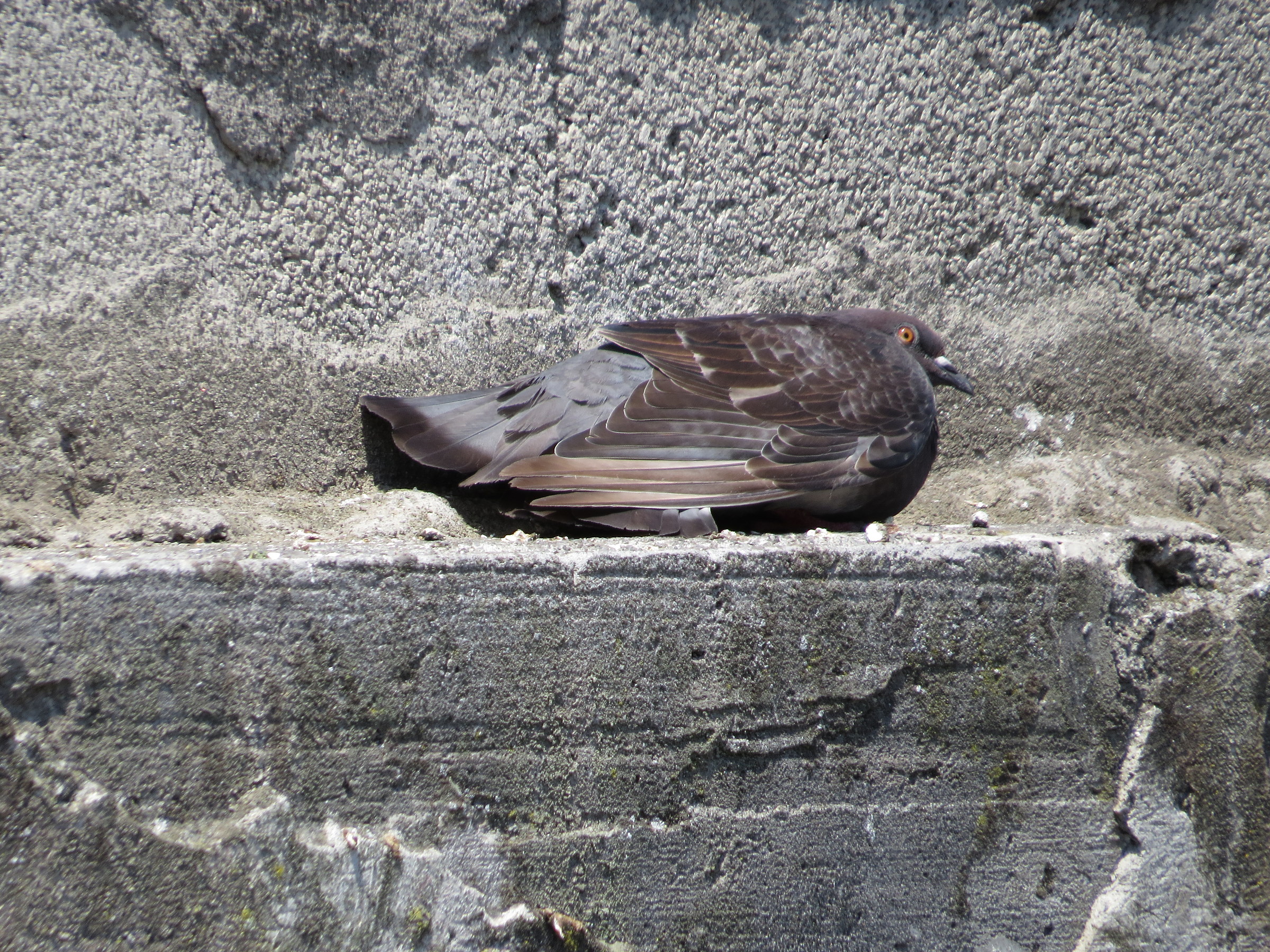 pigeon asleep