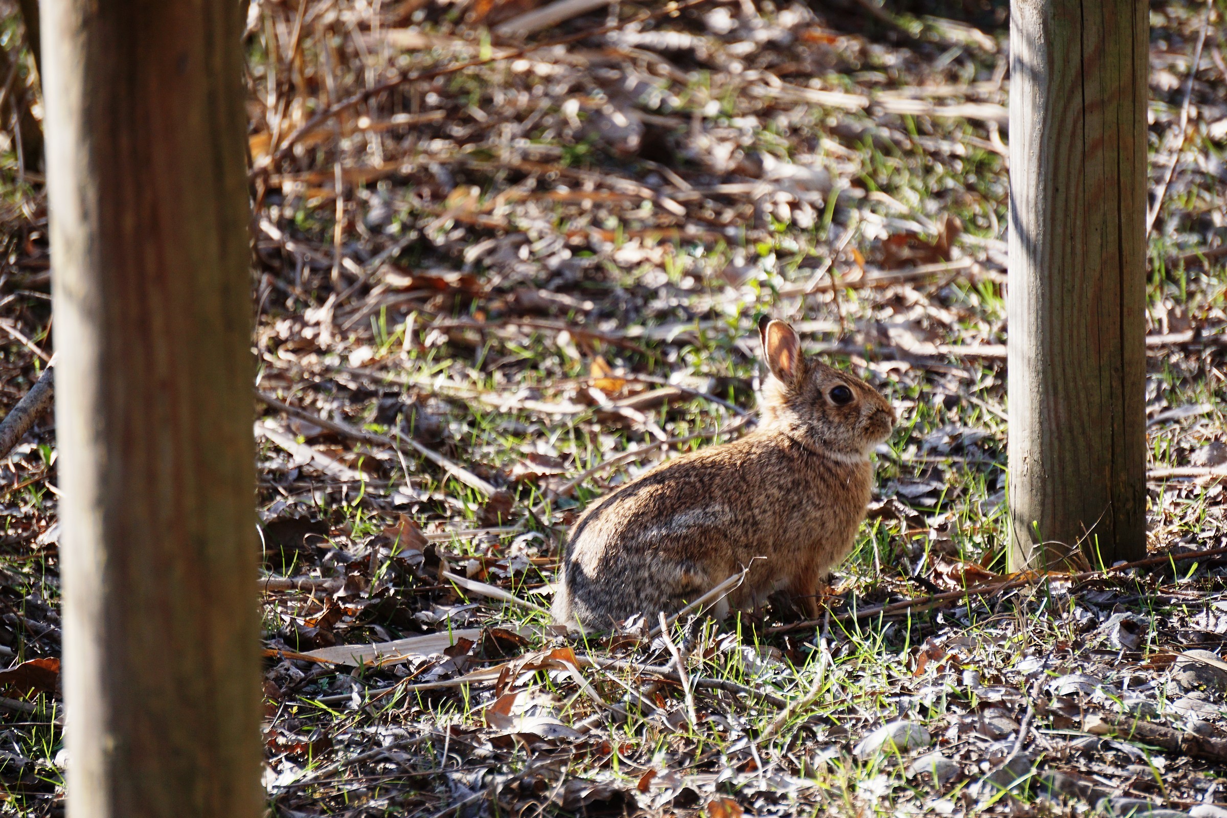 Bunny wild impassive ..