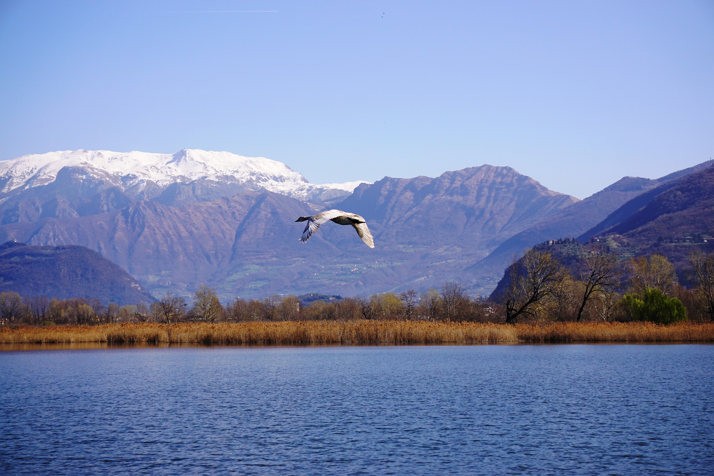 flying swan on William