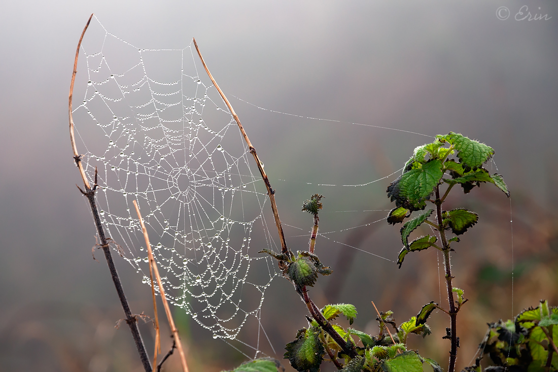 Spiderweb