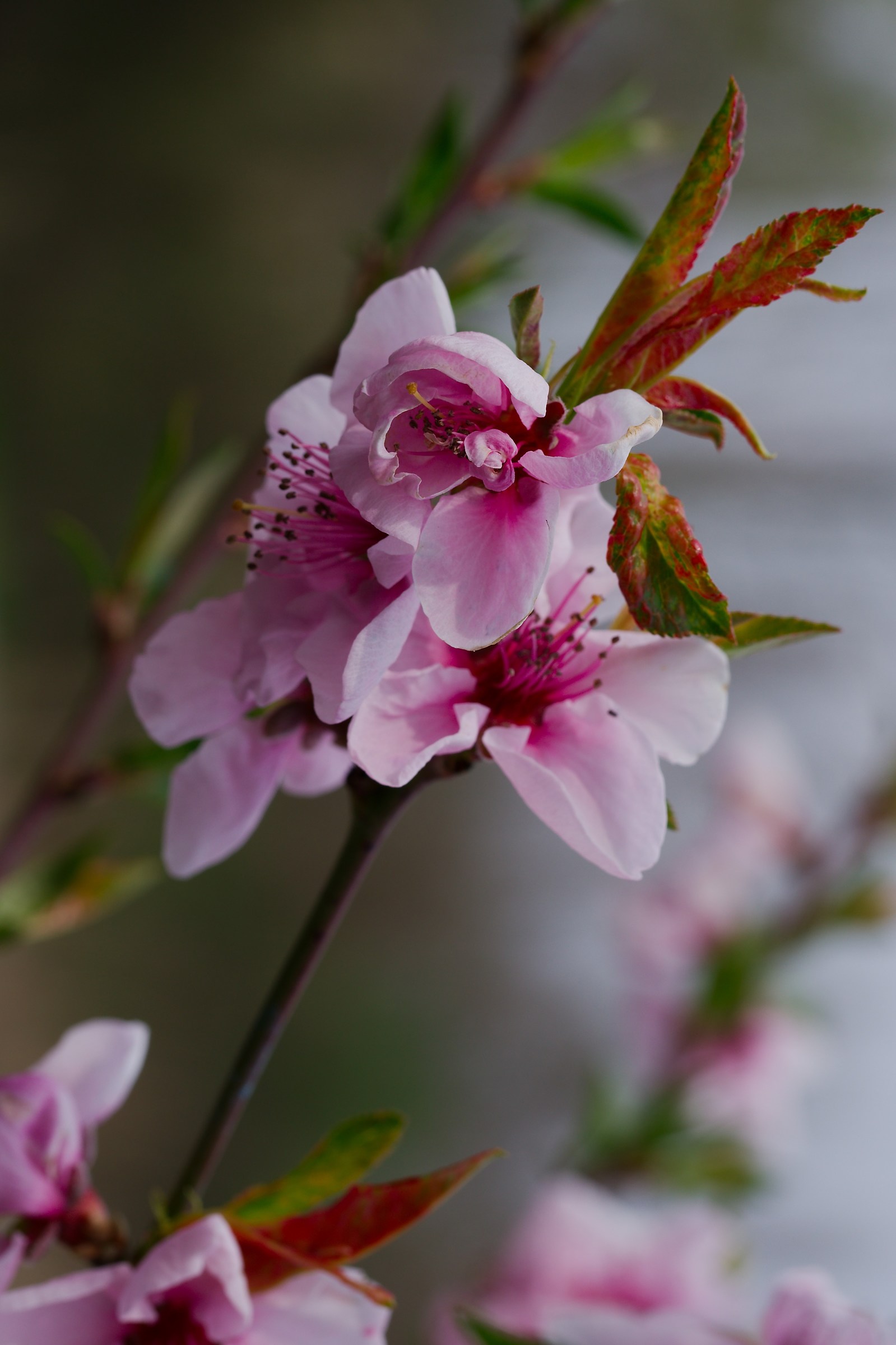 A grandmother's house Angela
