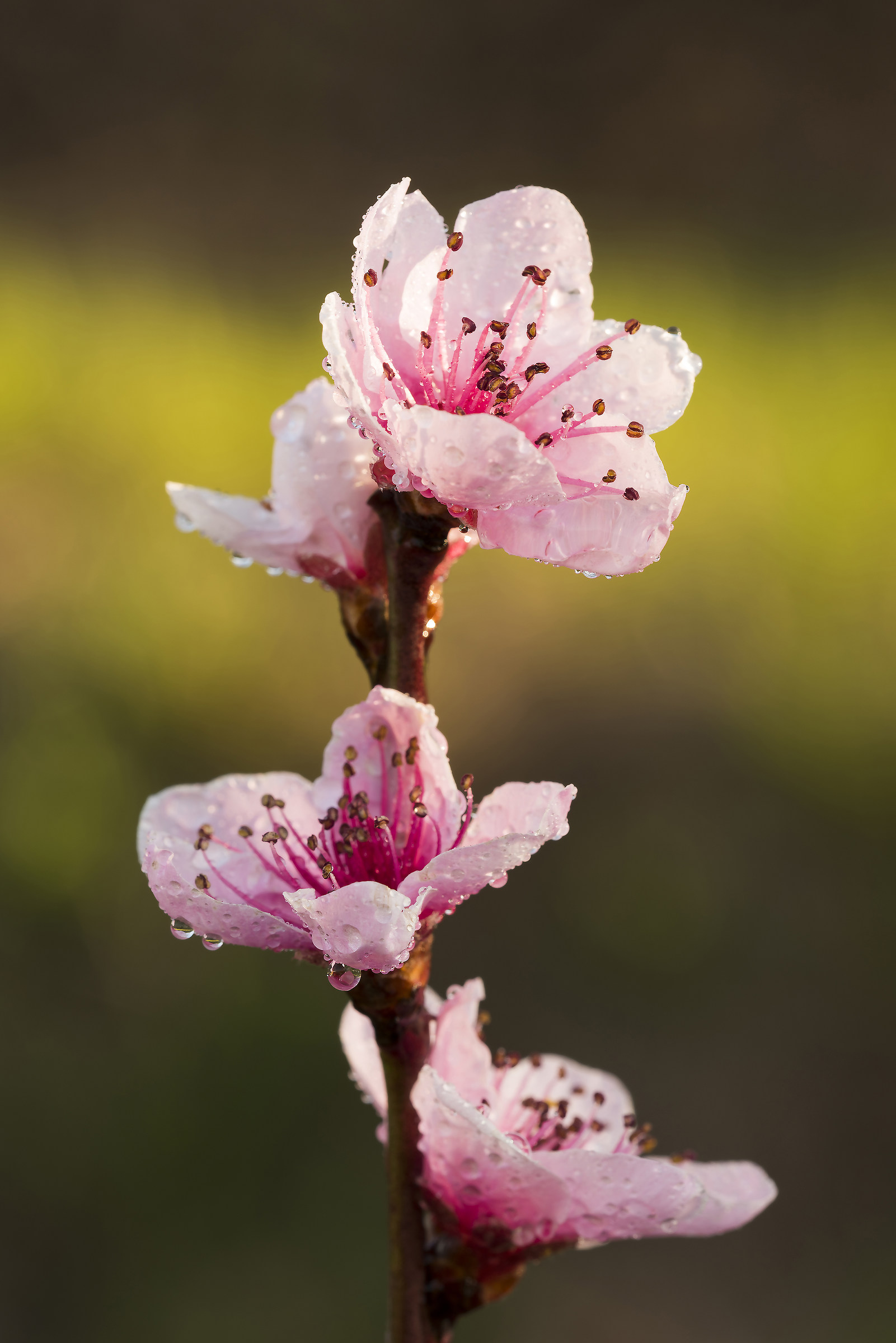 pink peach blossoms flowers ....