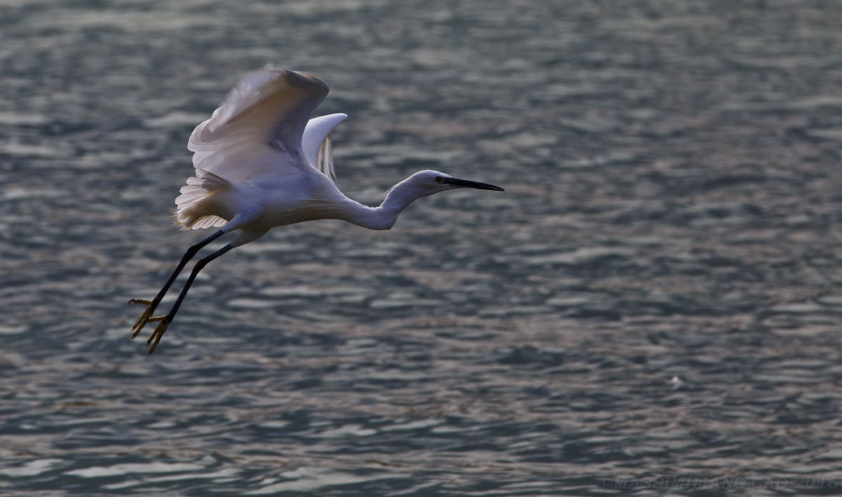 The elegance in flight