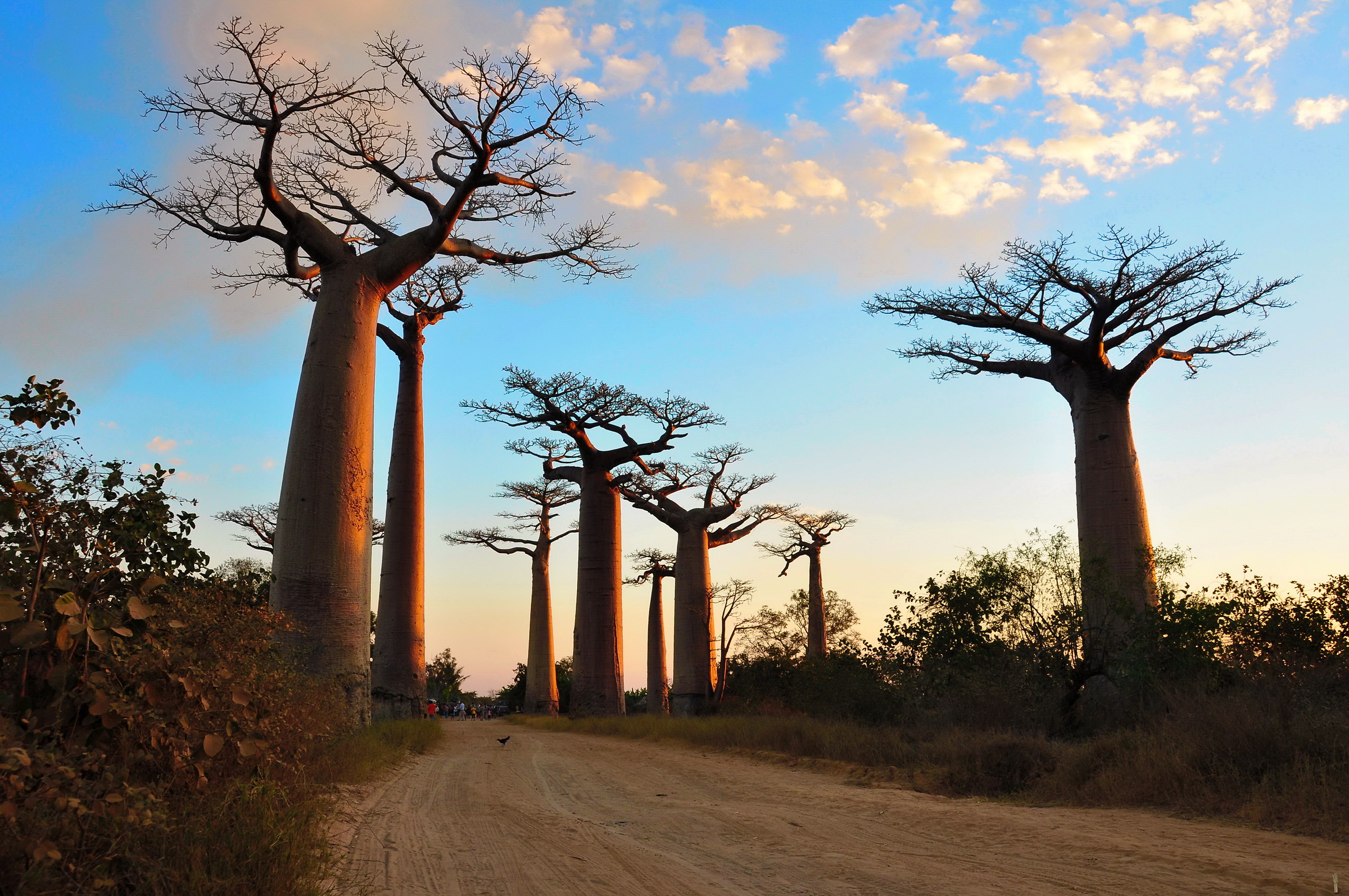 The way of the Baobab