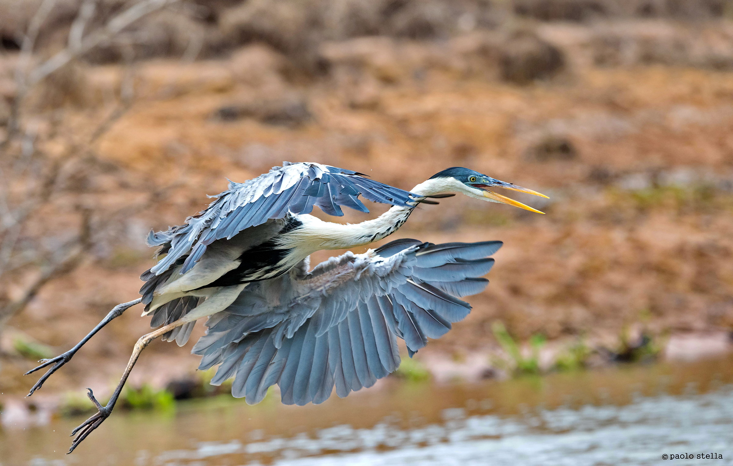 heron hunting