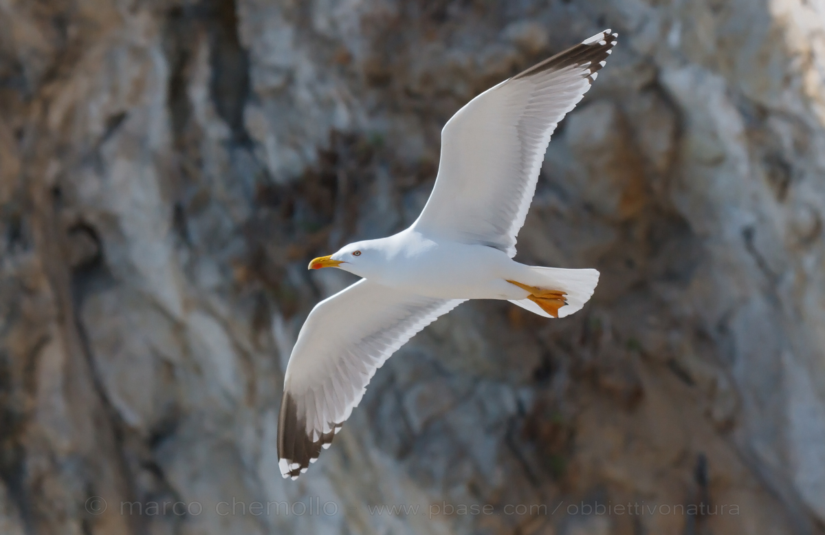 legged Gull (Larus michahellis)