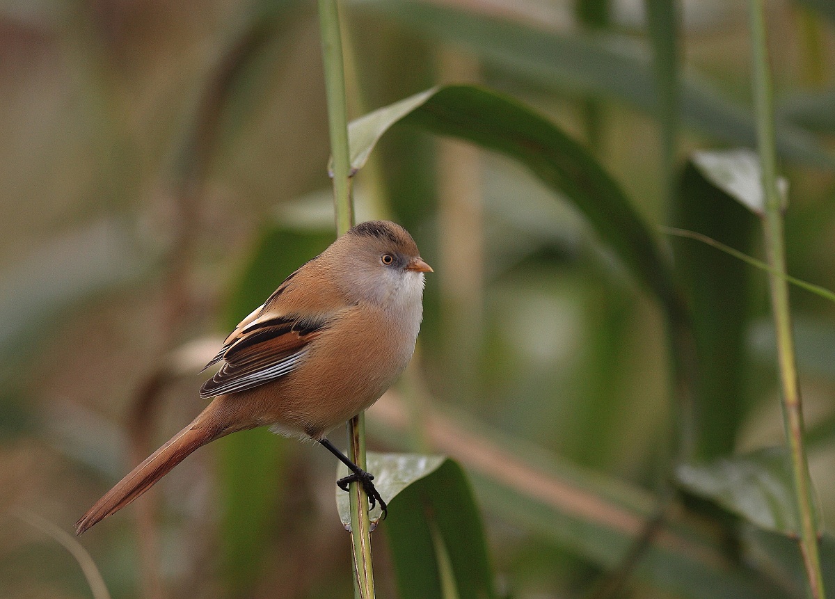 panure ou mésange a moustaches