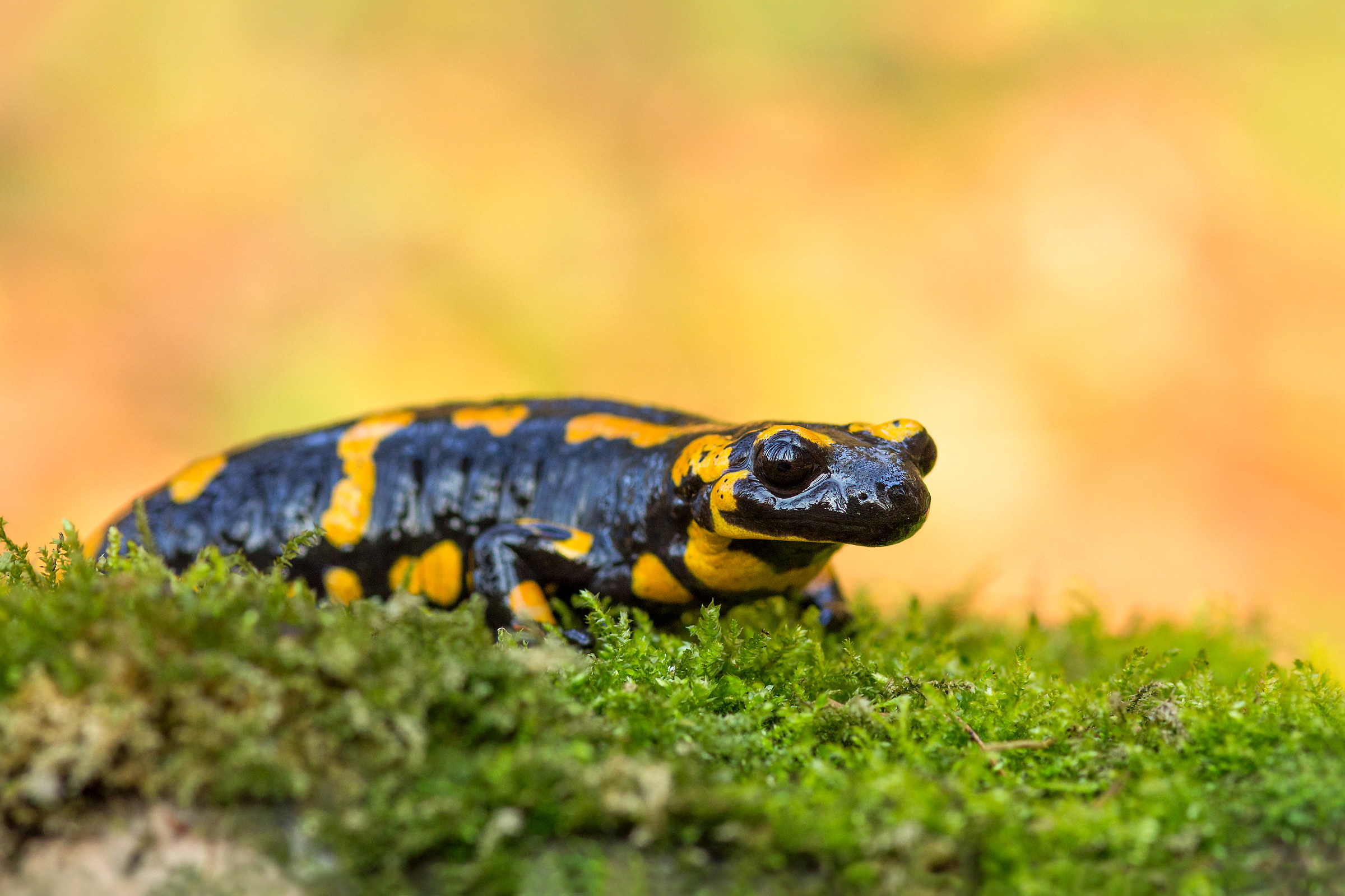 Salamandra salamandra