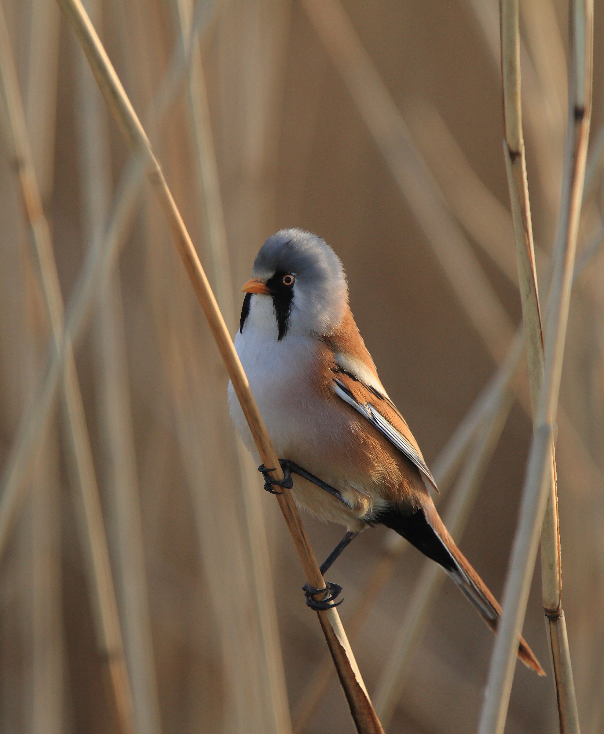 panure ou mésange a moustaches