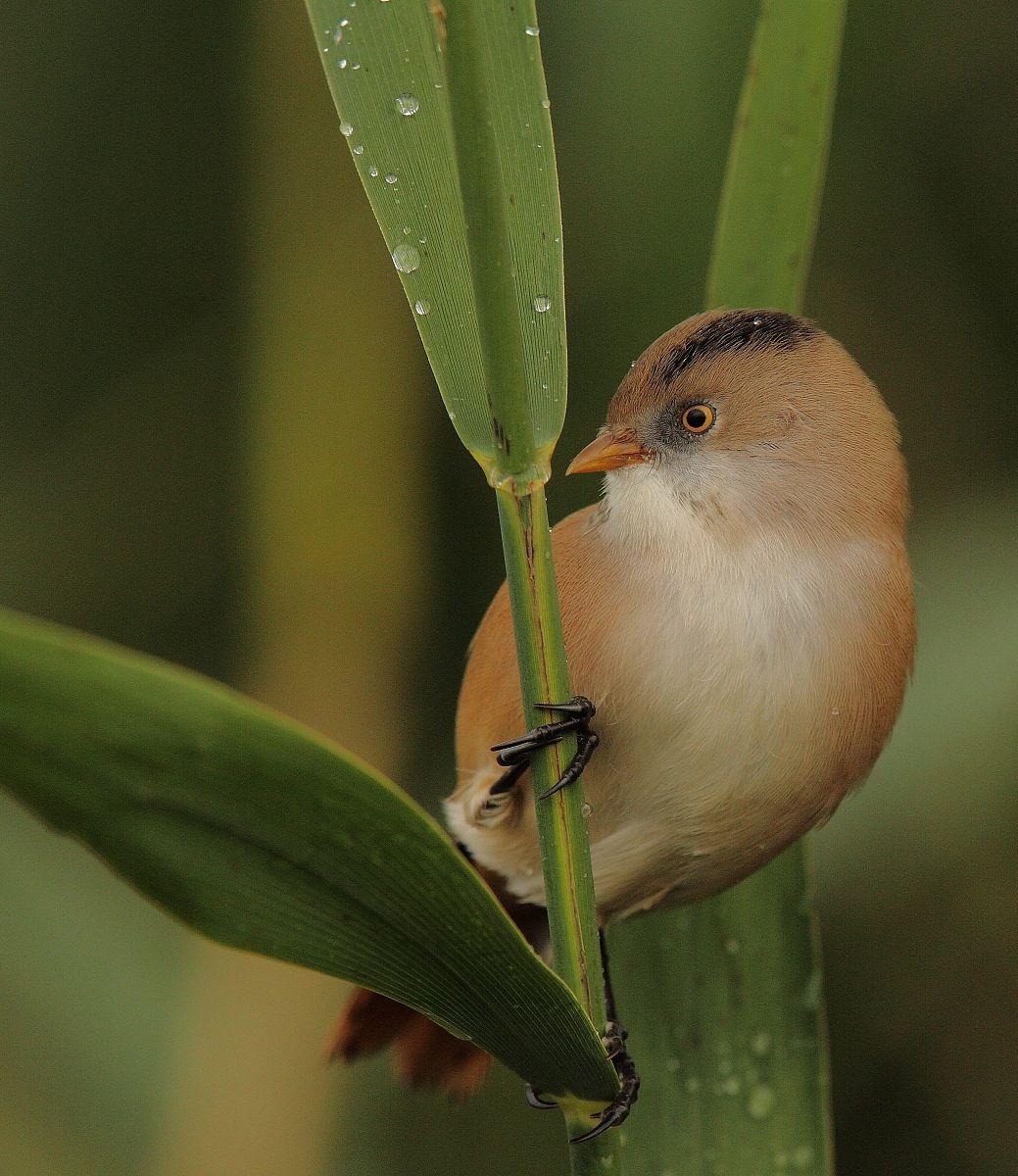 panure ou mésange a moustaches