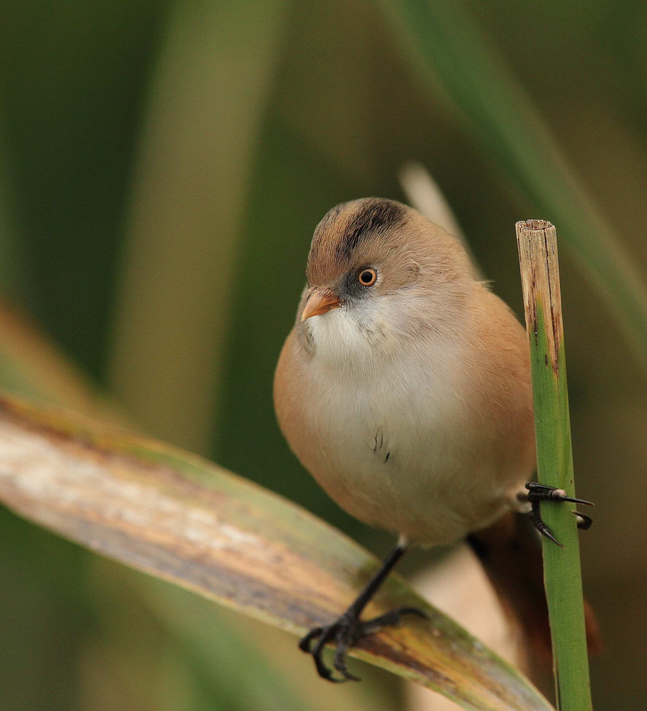 panure ou mésange a moustaches