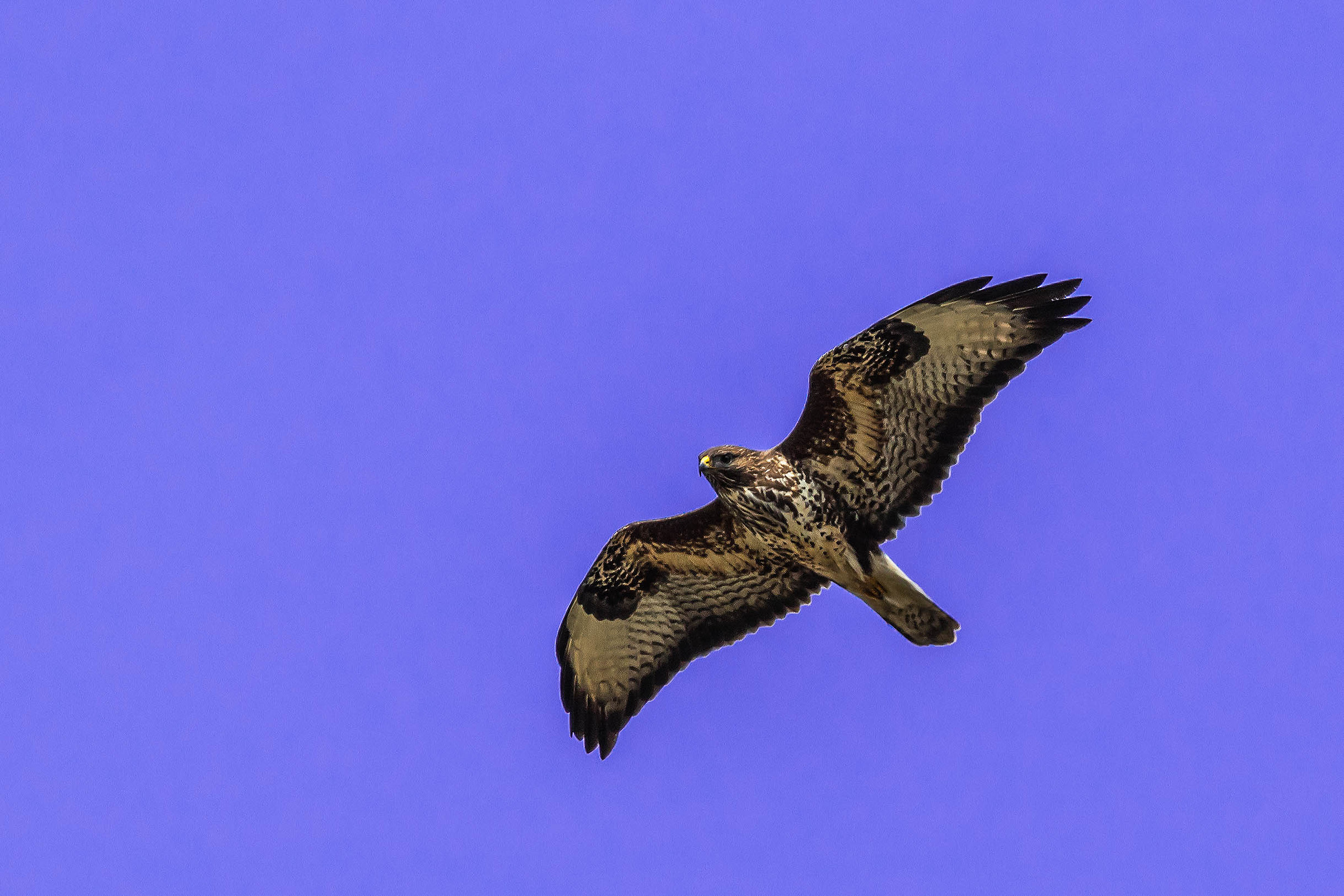 Buzzard