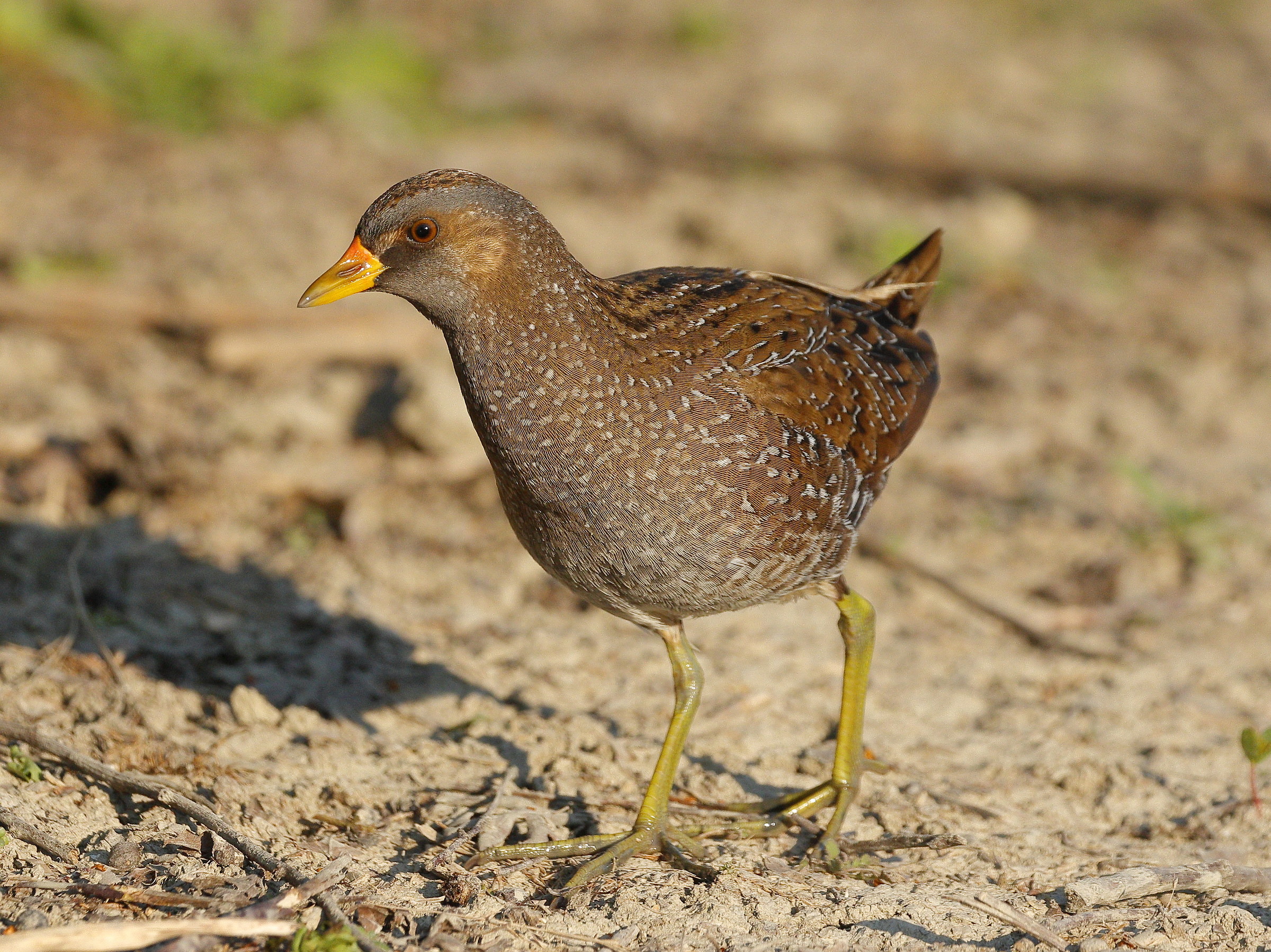 spotted crake