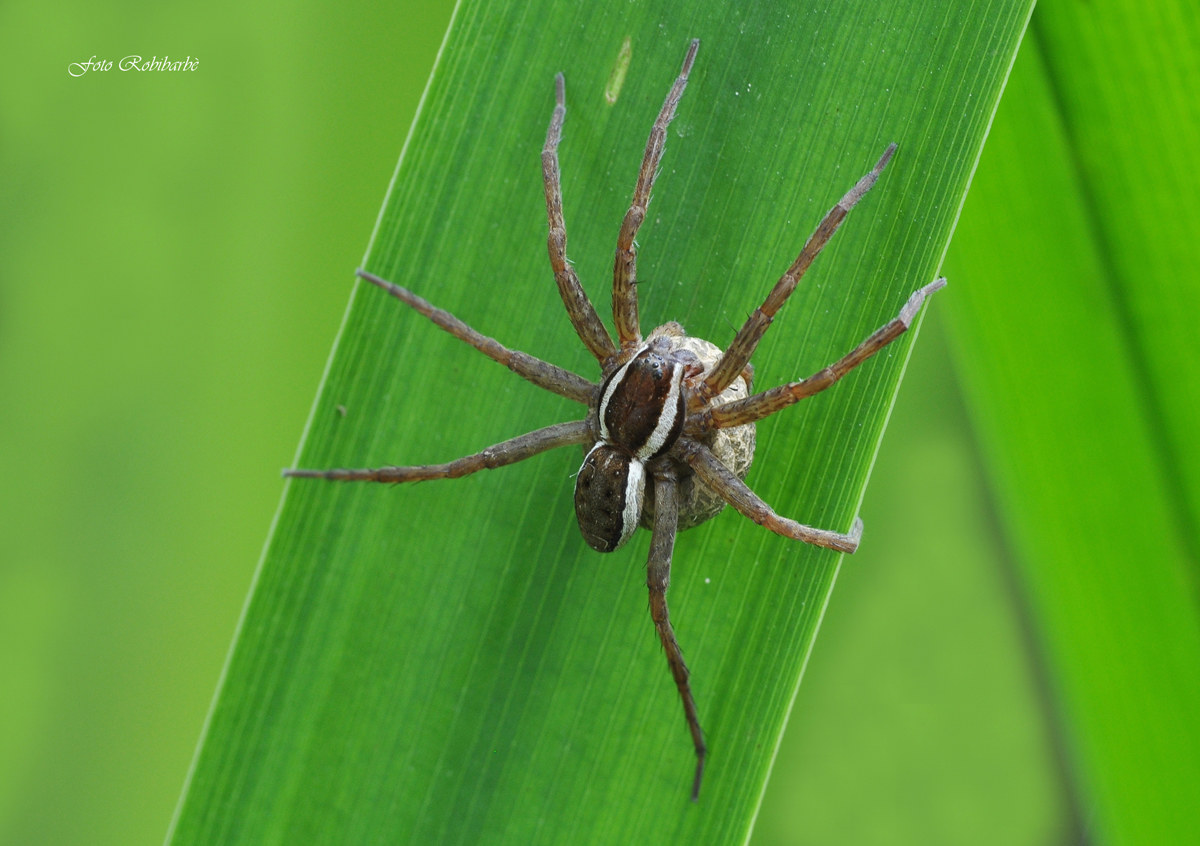 Dolomedes fimbriatus...