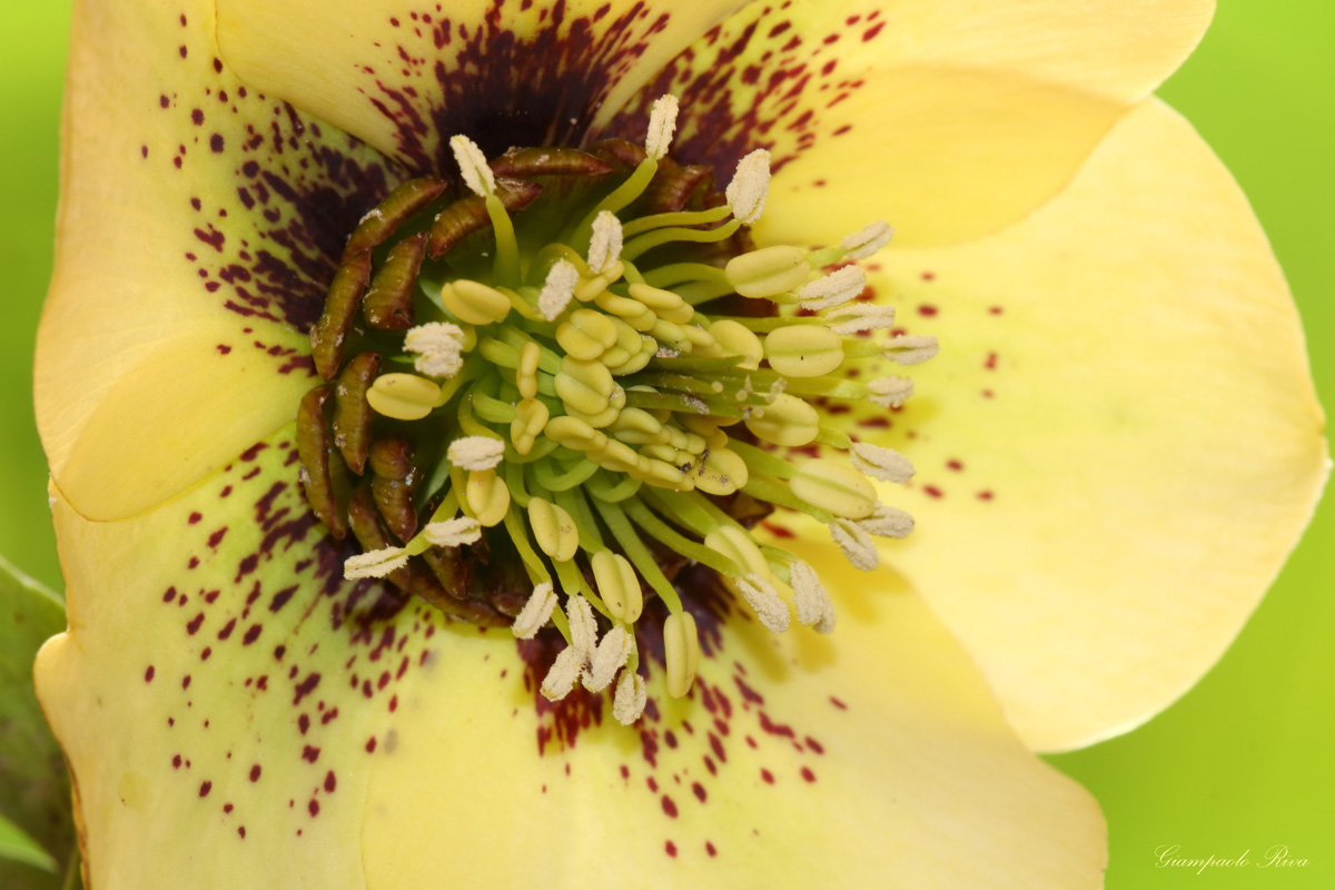 elleboro giallo guttato