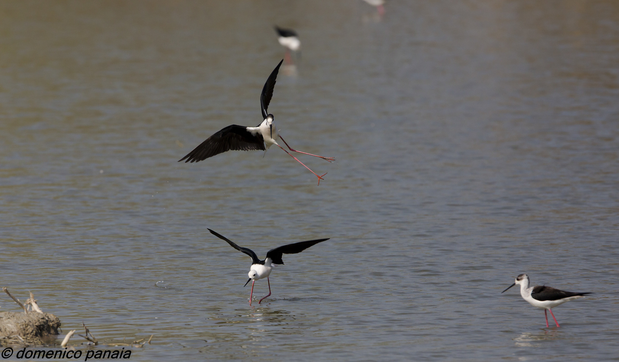 cavaliere all'attacco