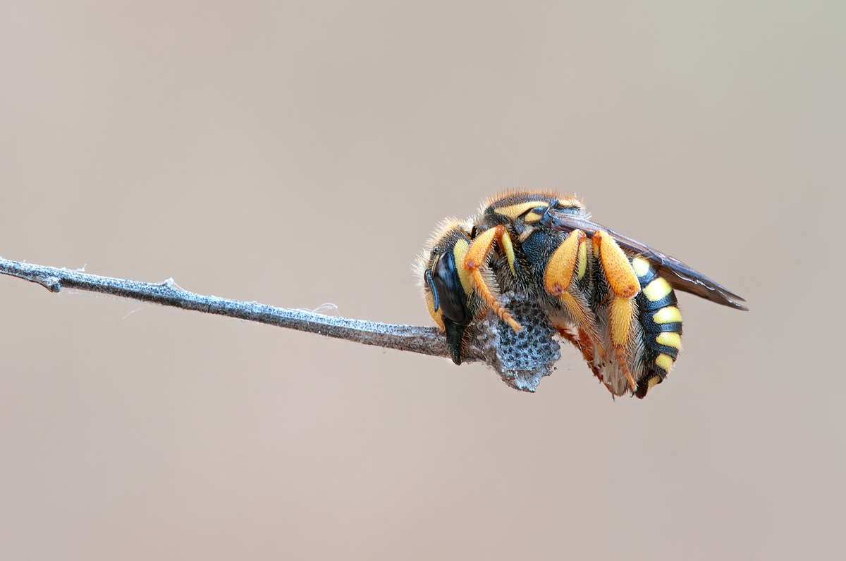 Hymenoptera Megachilidae Anthidiellum 1