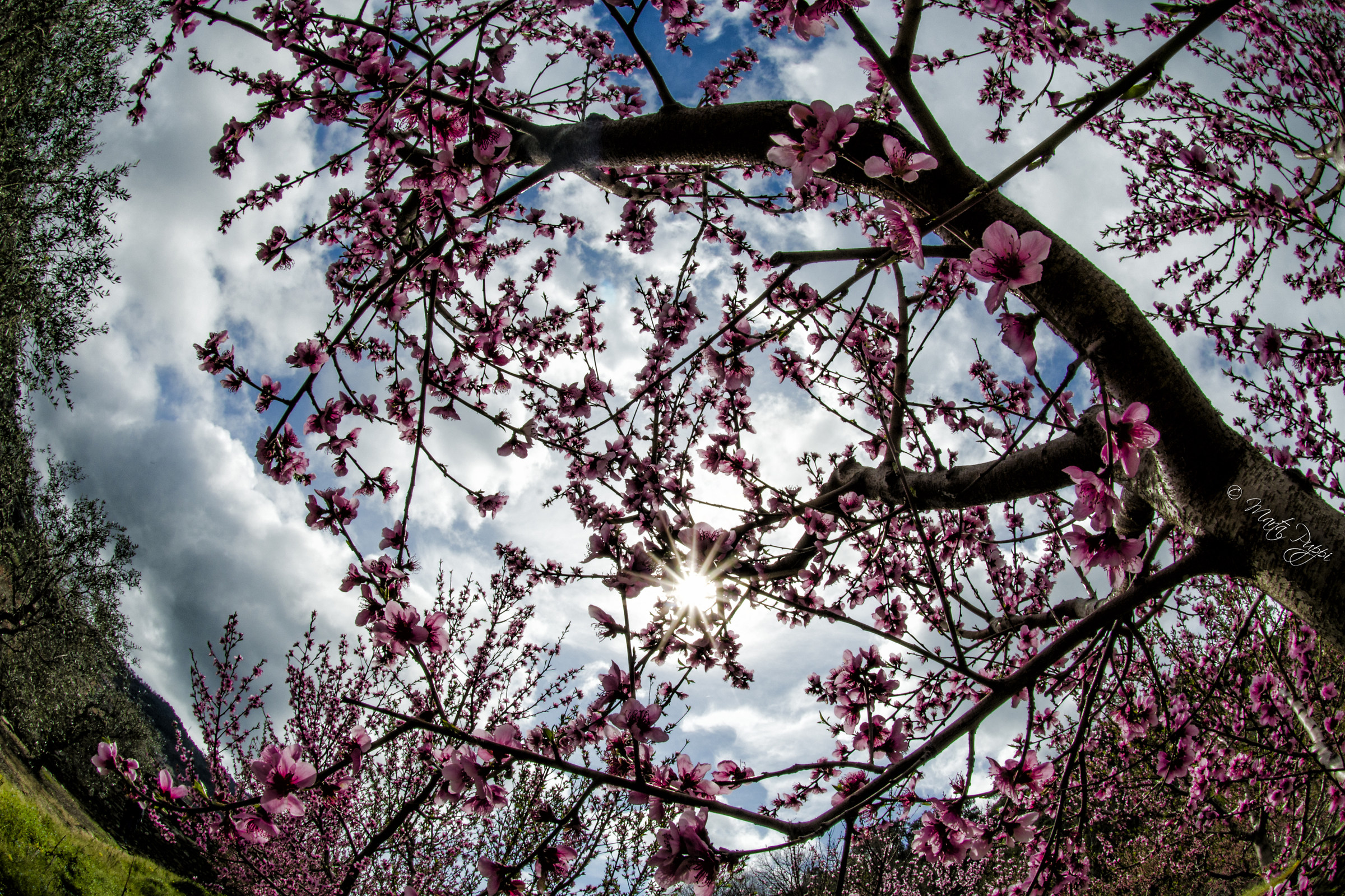 Esplosione di primavera