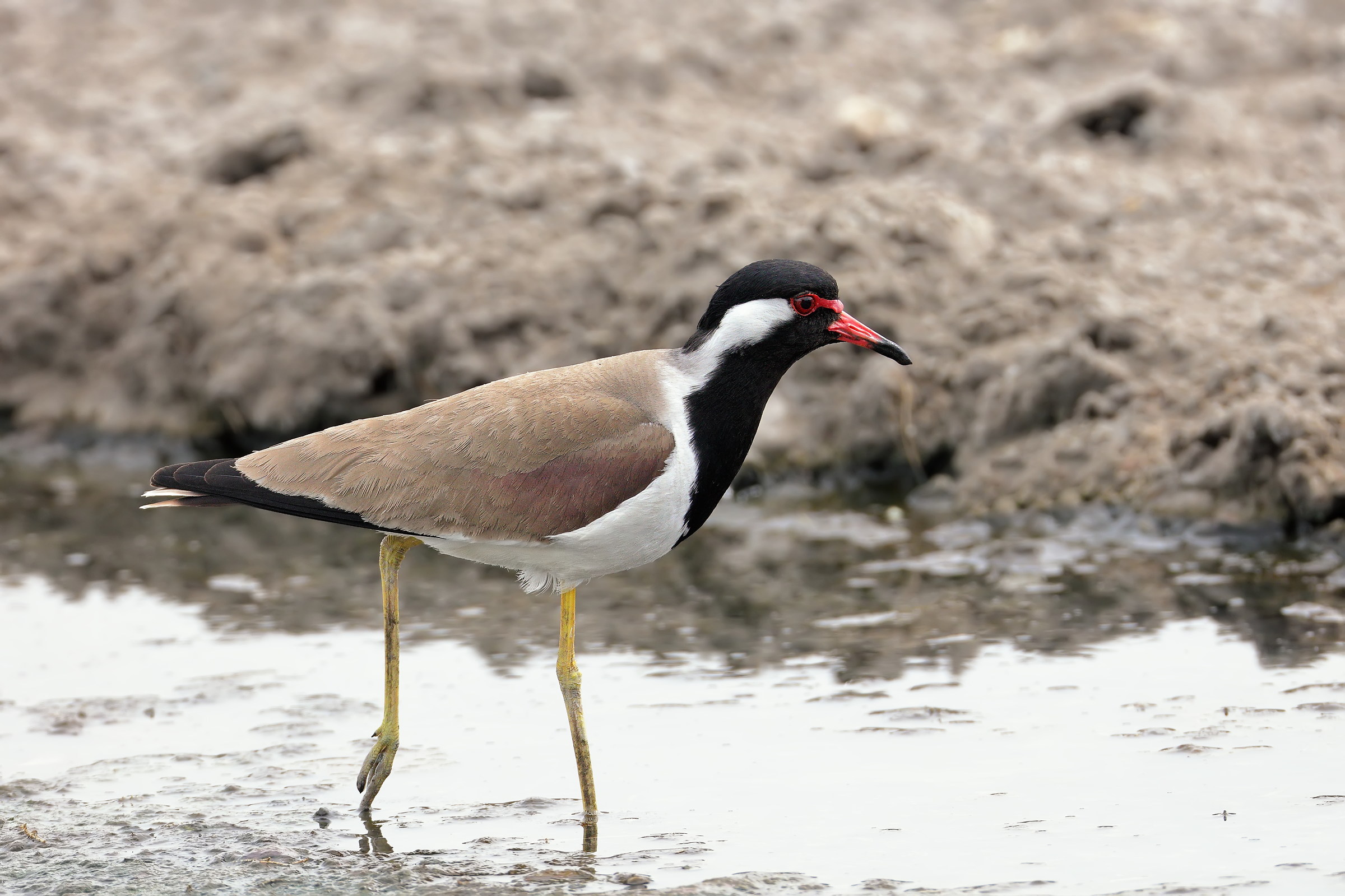 Red-Wattled Pavoncella (Vanellus indicus)