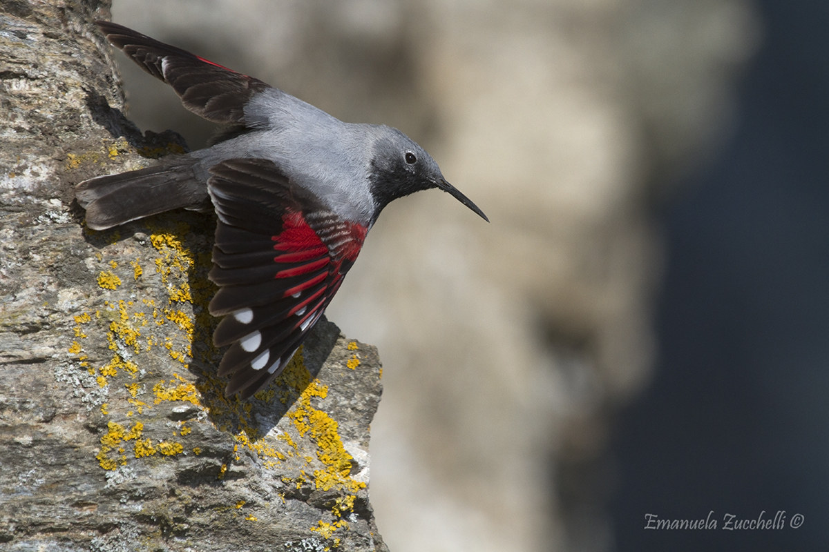wallcreeper