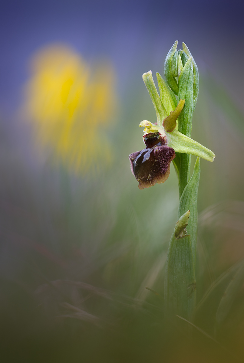 Ophrys sphegodes mill
