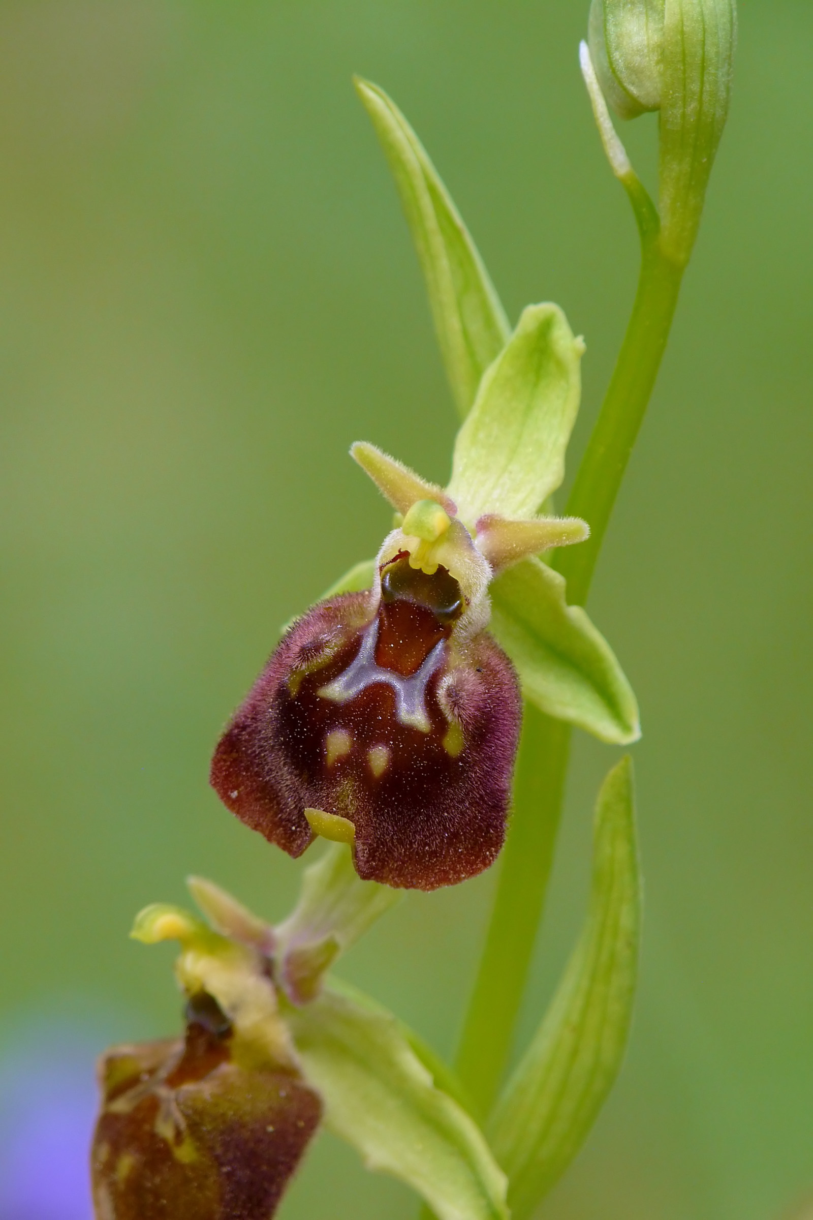 Ophrys parvimaculata