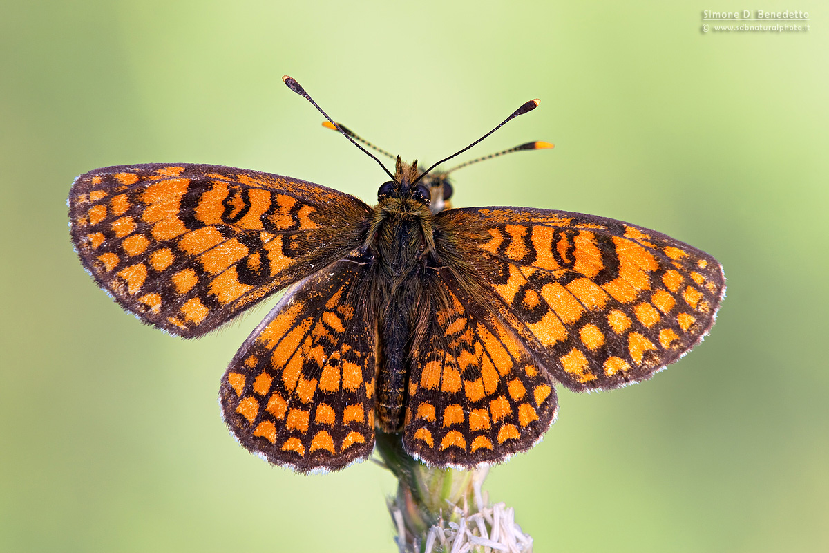 Melitaea athalia