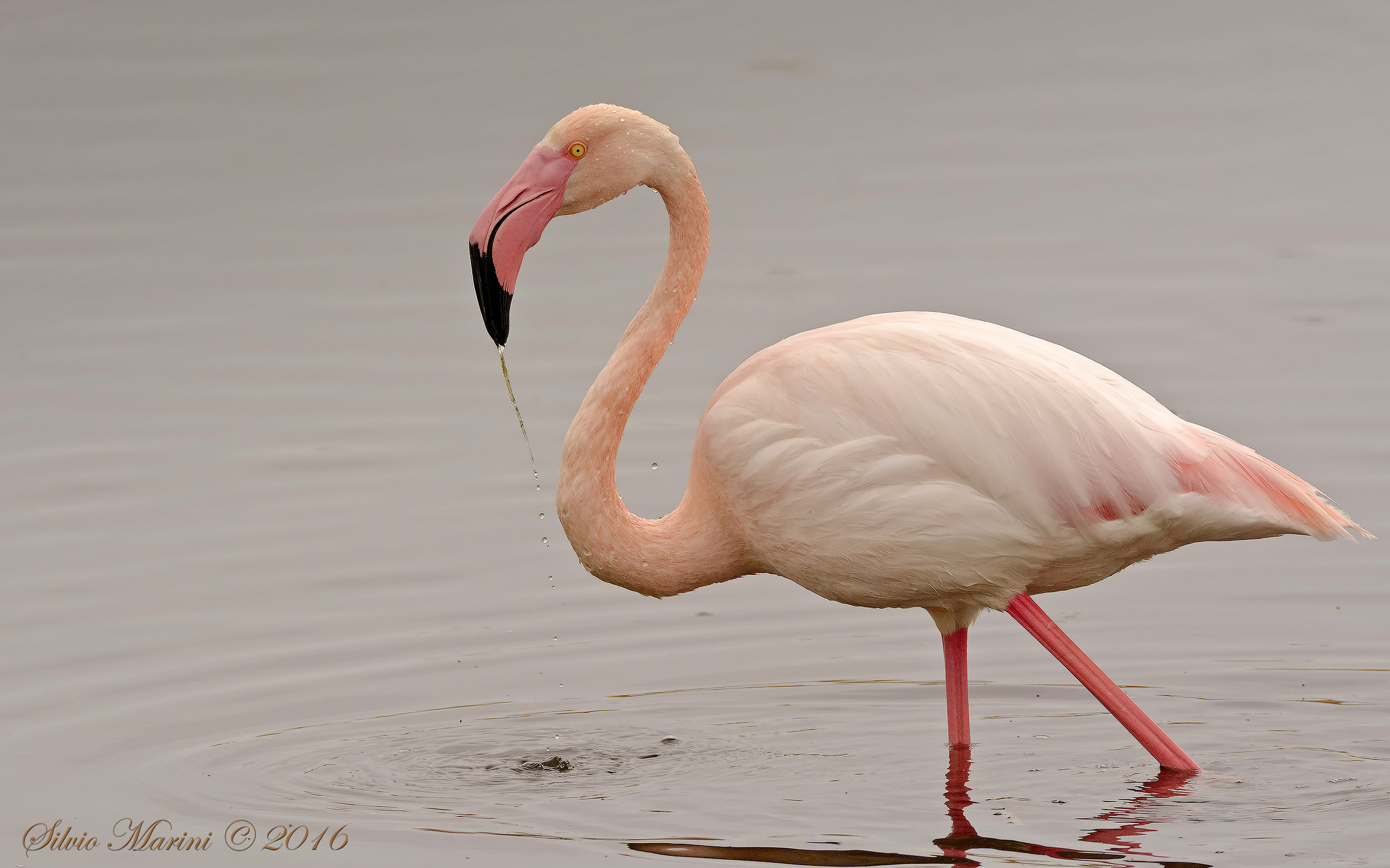 Fenicottero rosa (Phoenicopterus roseus)
