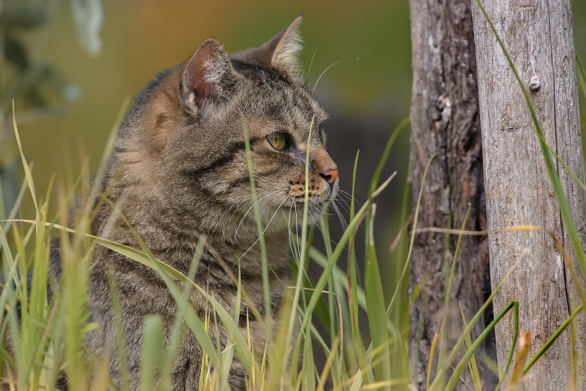 Assenza di qualità.....