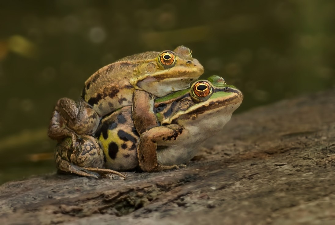 neighbors ... neighbors!