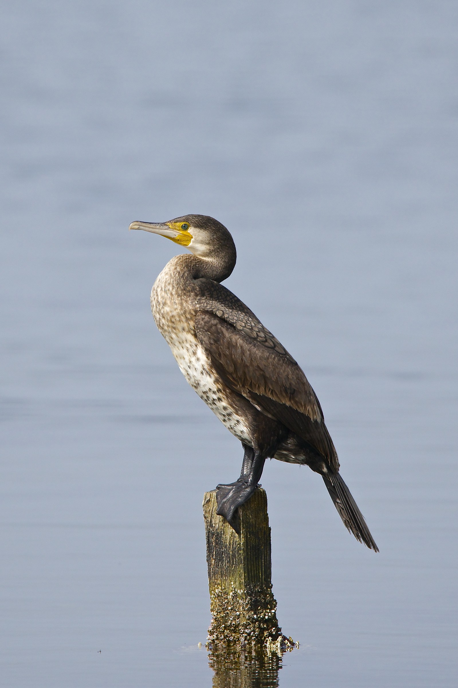 Cormorano