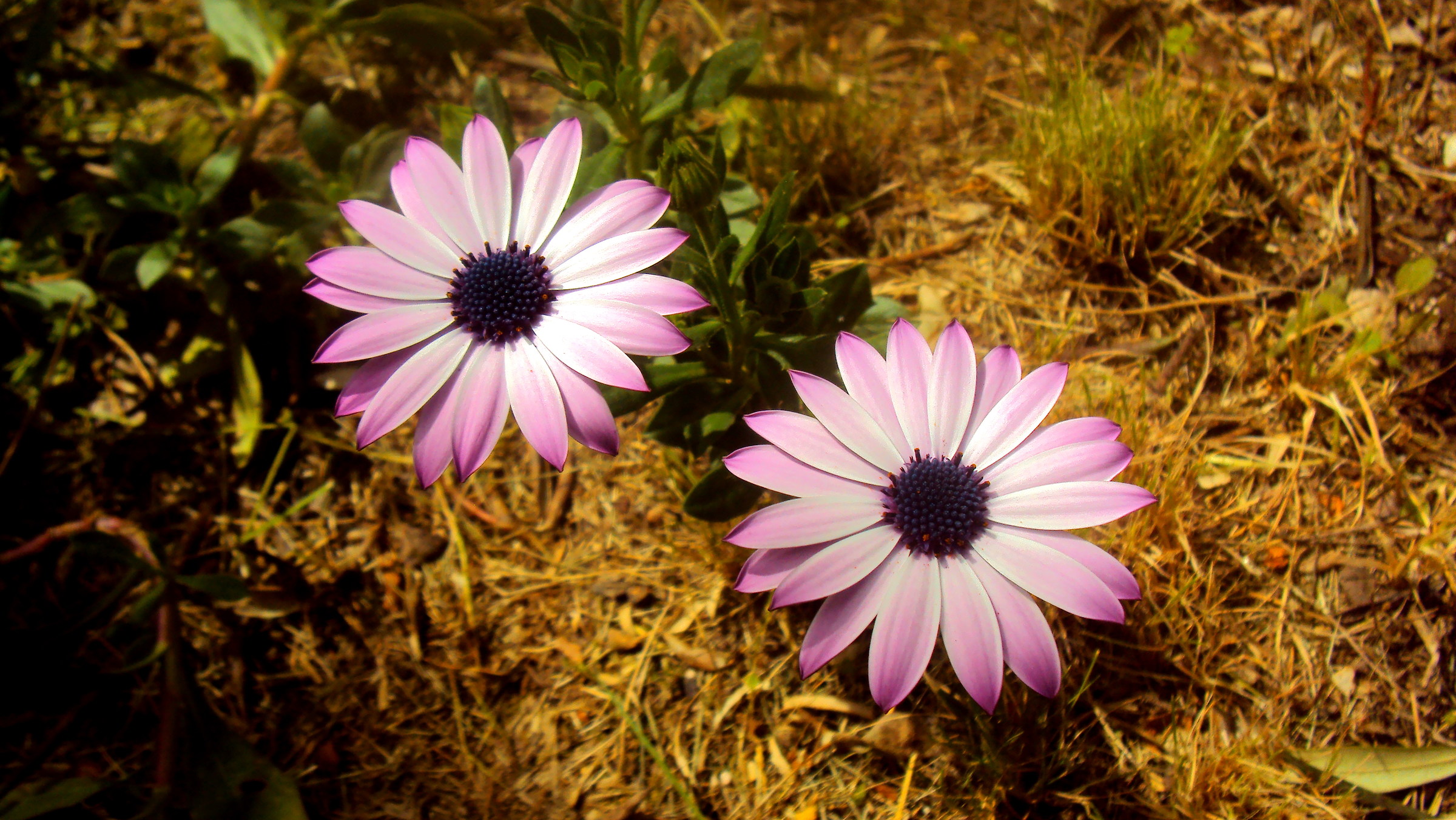 twin daisies