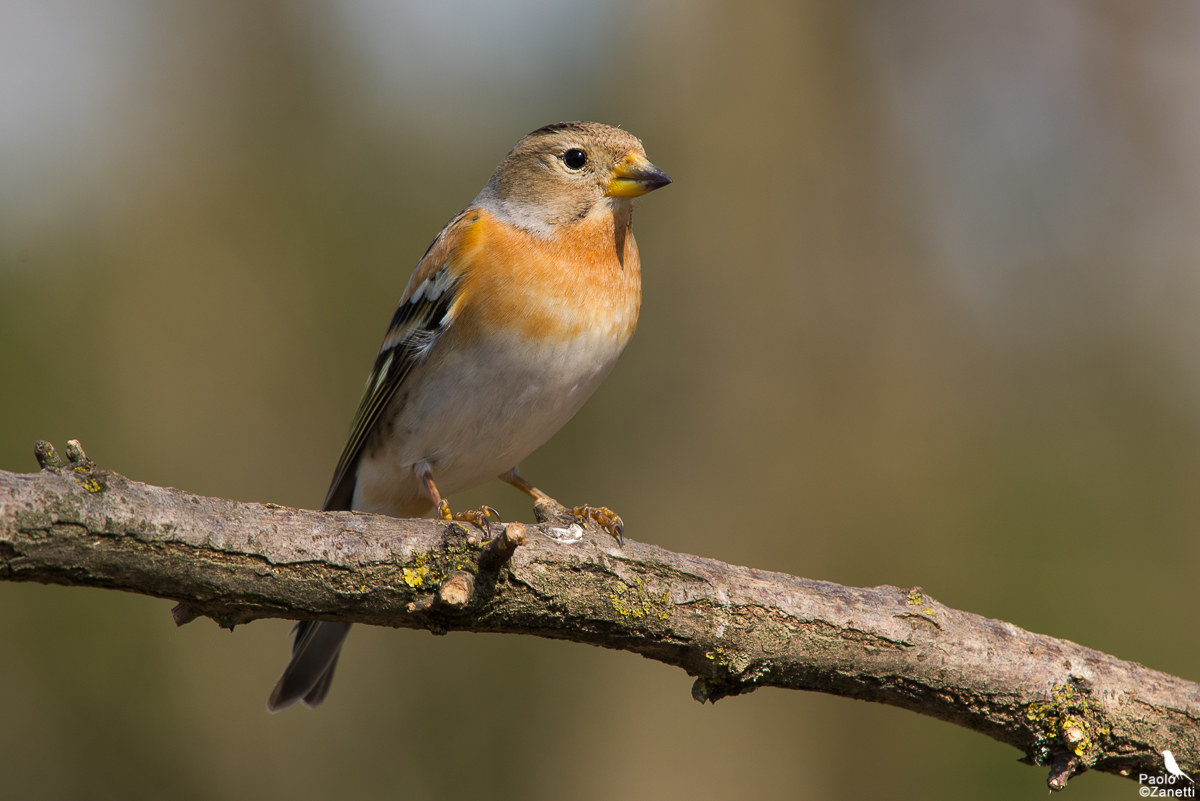 Brambling