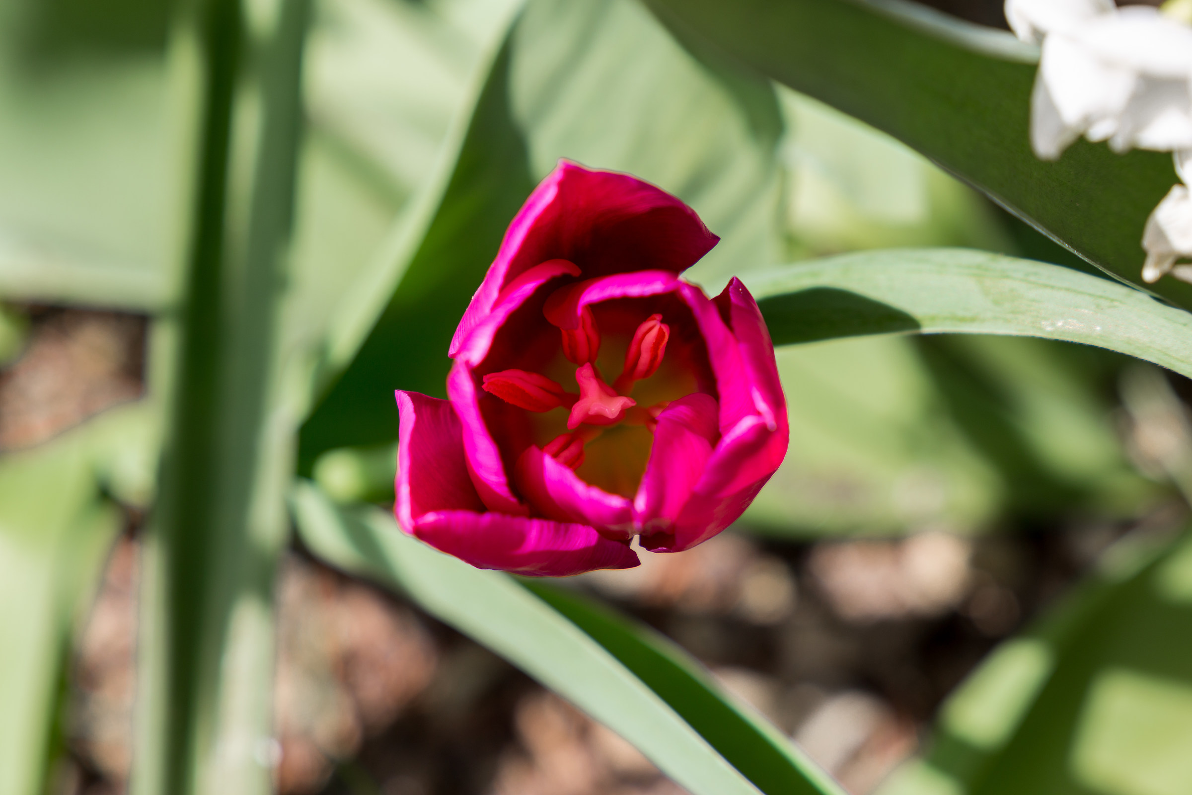 magenta tulip