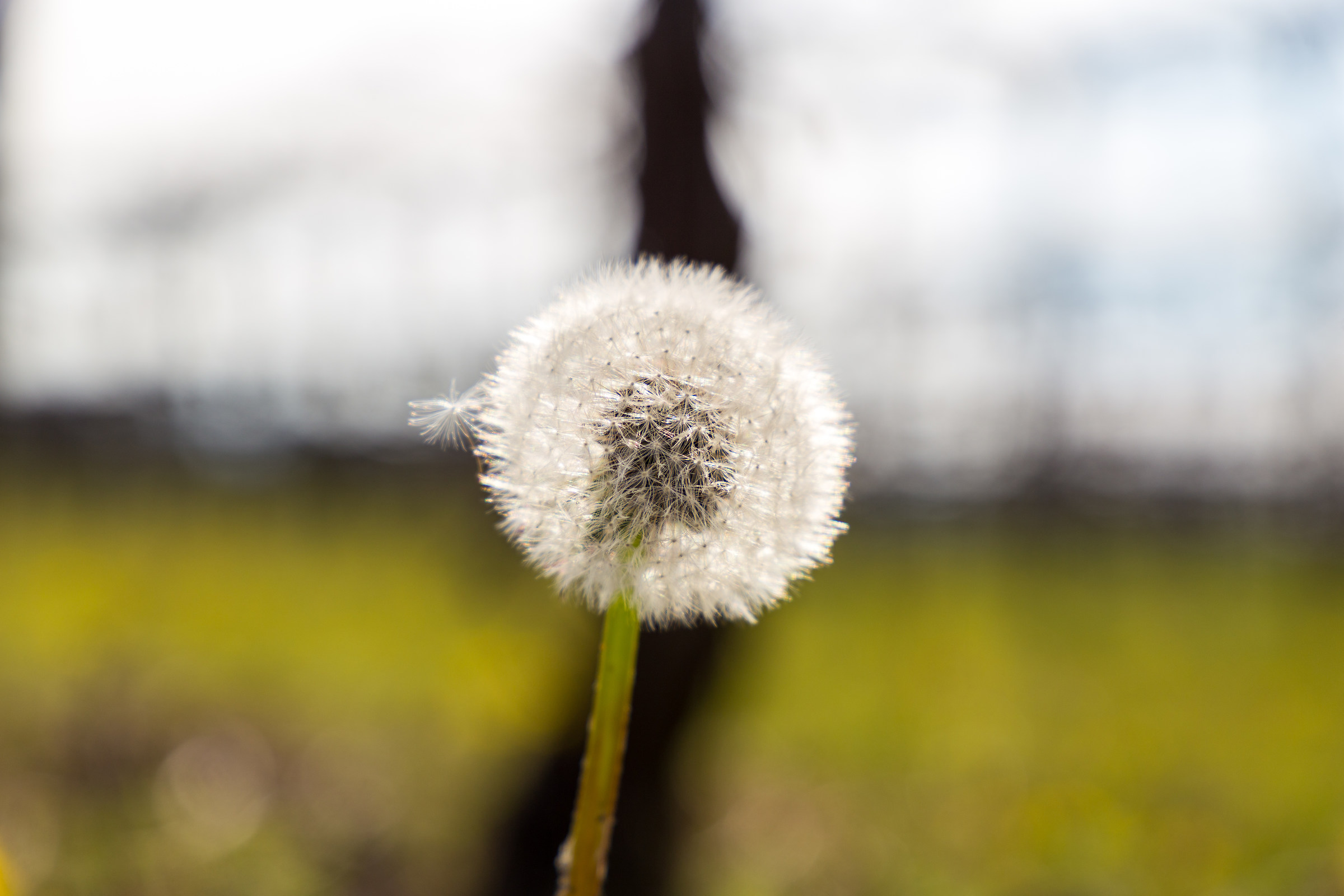 Dandelion in the vineyard