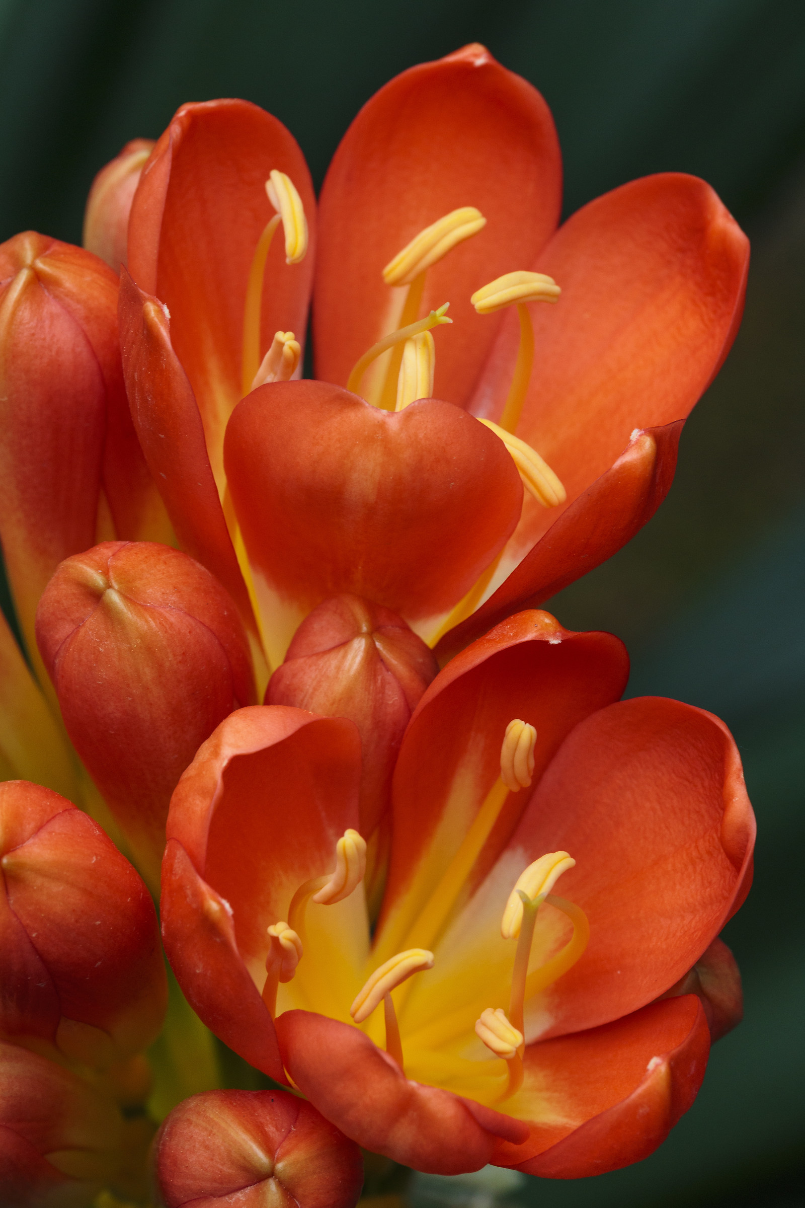 Clivia flowers.
