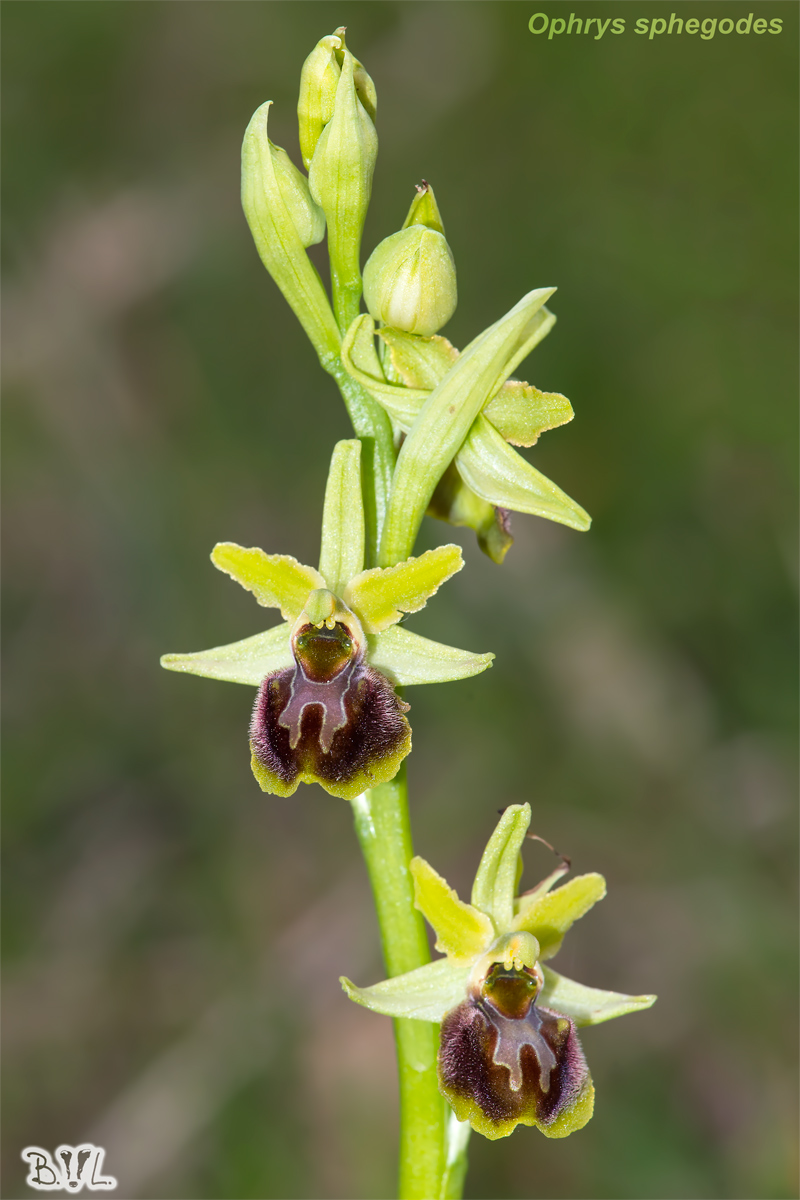 Ophrys sphegodes